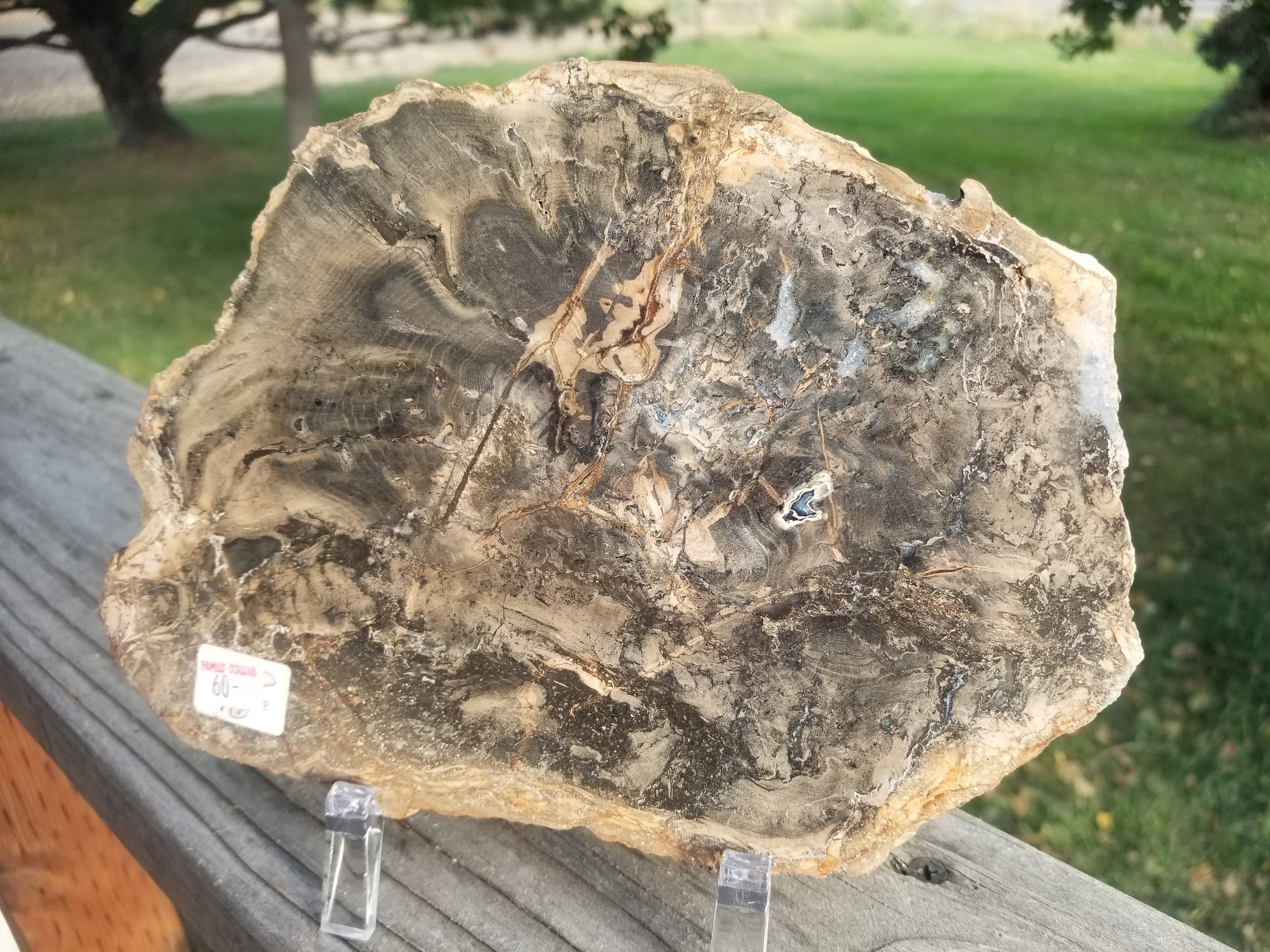 Unique Polished Sweet Home Oregon Petrified Wood 8.5x6" Round 25-31 Million Years Old
