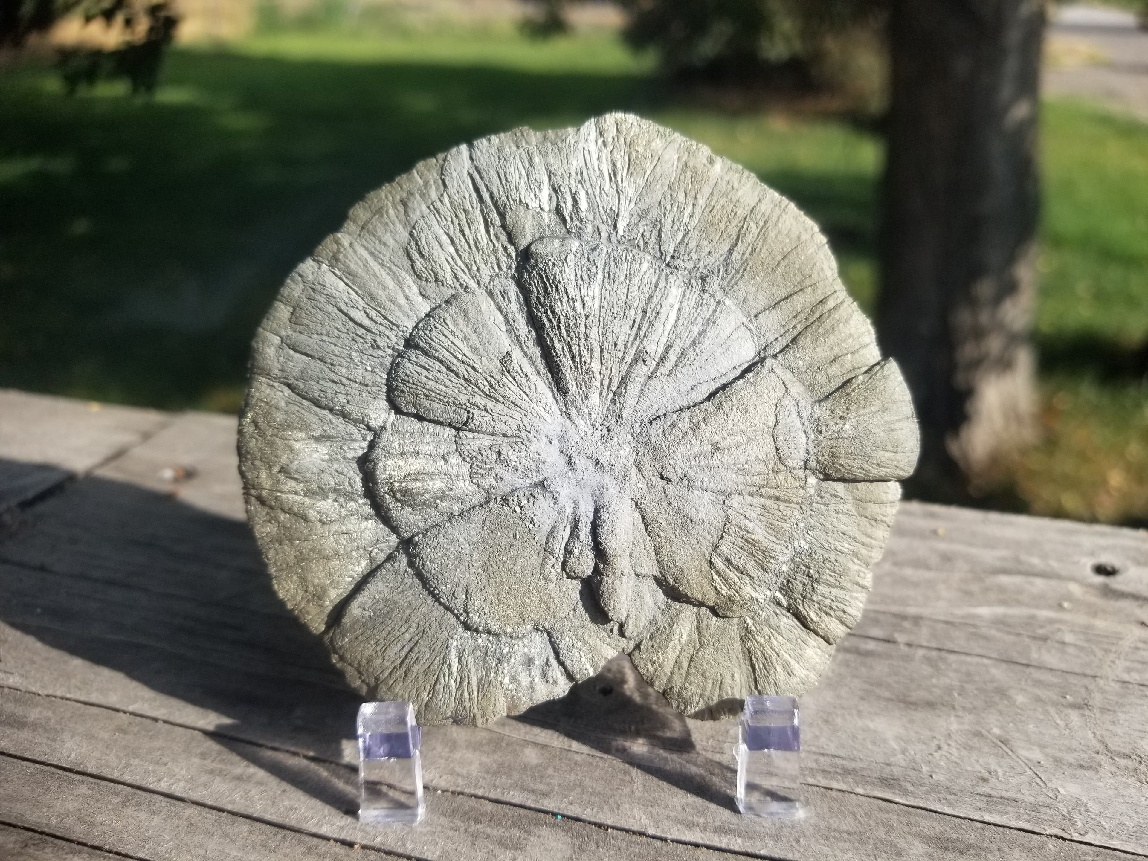Nice Pyrite Sun - Pyrite Dollar 97g Natural Specimen 3.5x3" Round Sparta Illinois