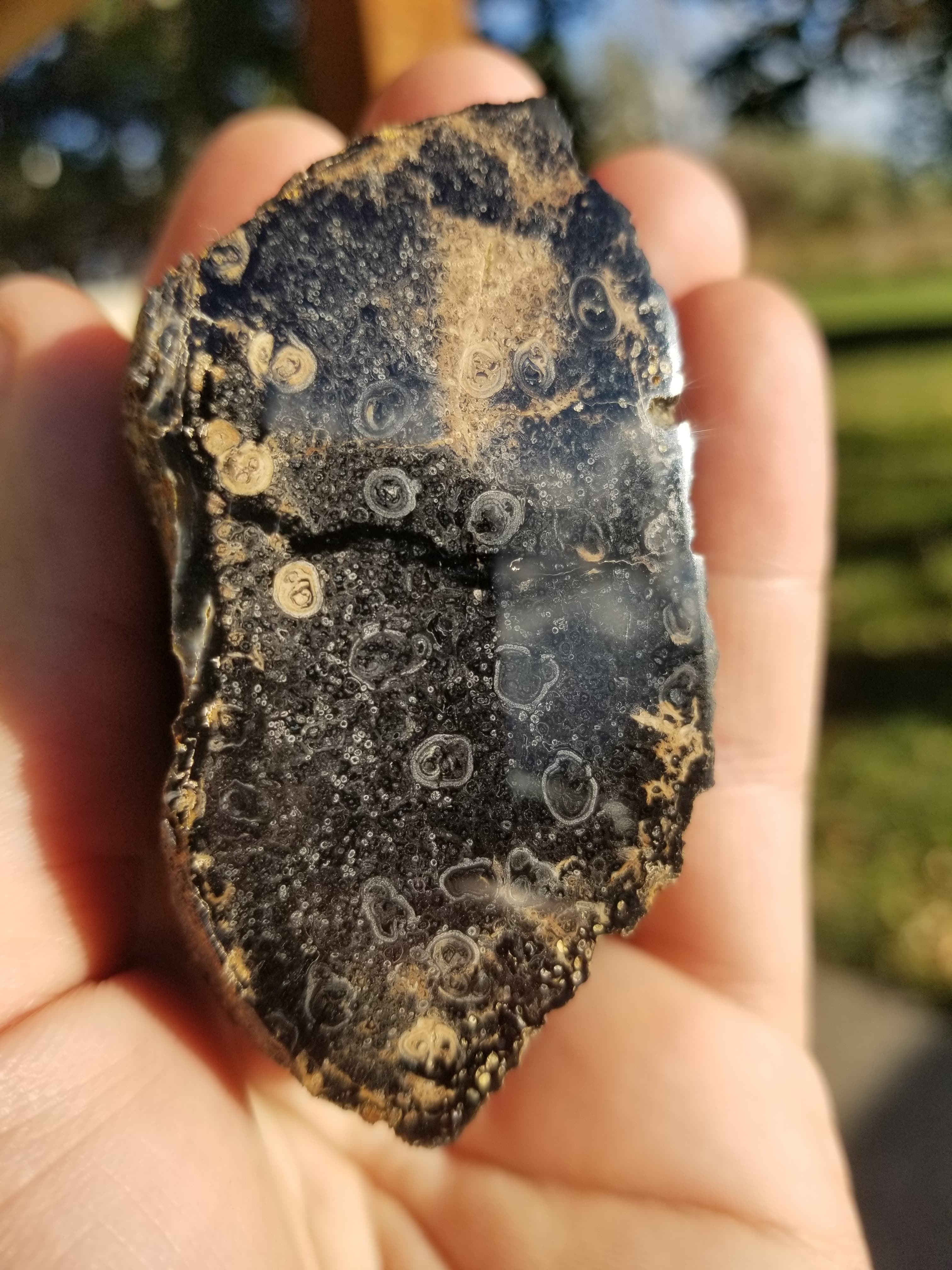 Nice Tempskya Petrified Tree Fern Polished Fossil Specimen Round Natural Pattern Utah