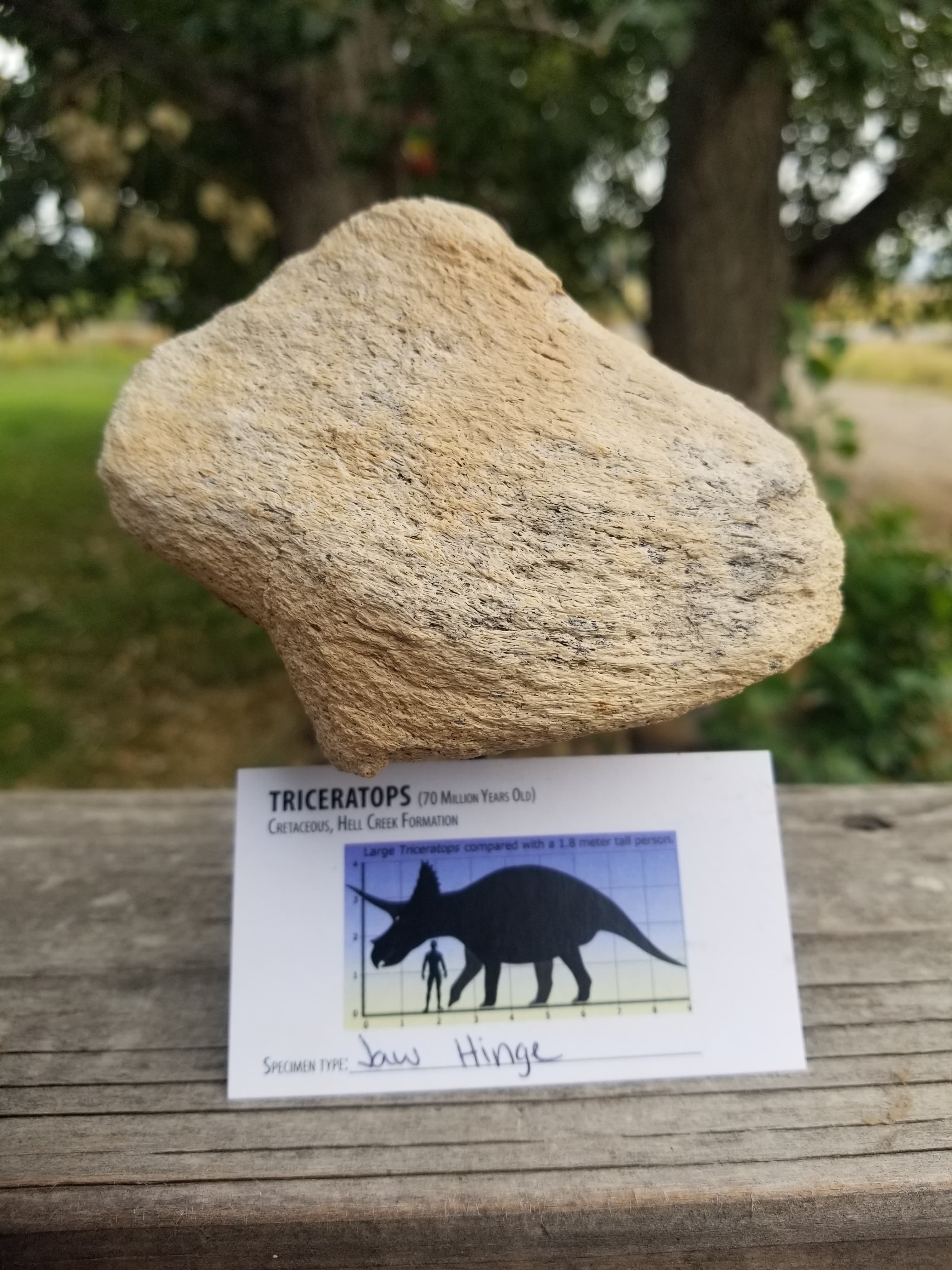 Nice Triceratops Jaw Hinge Section Fossil Specimen Defined Cretaceous Hell Creek MT