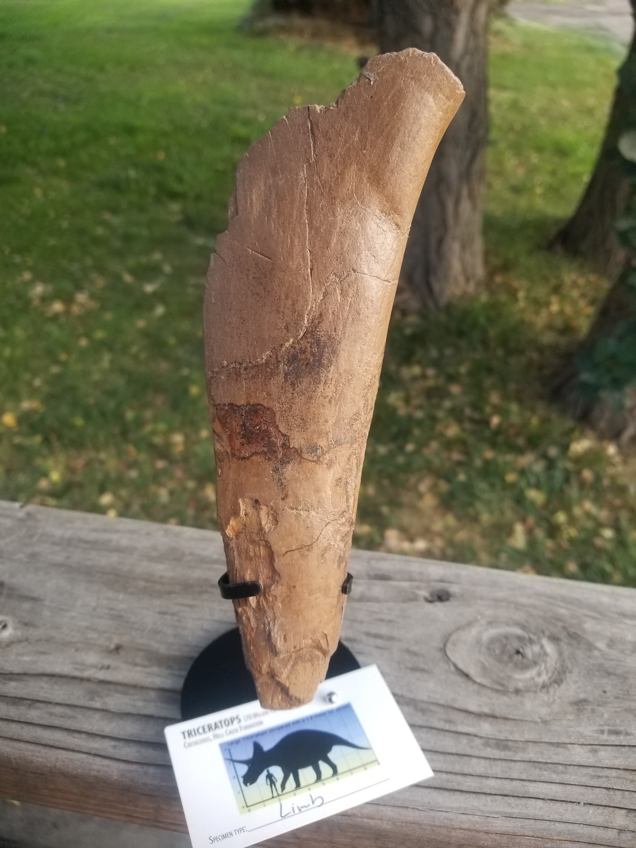 Nice Triceratops Femur Section Fossil Specimen Defined Cretaceous Hell Creek MT