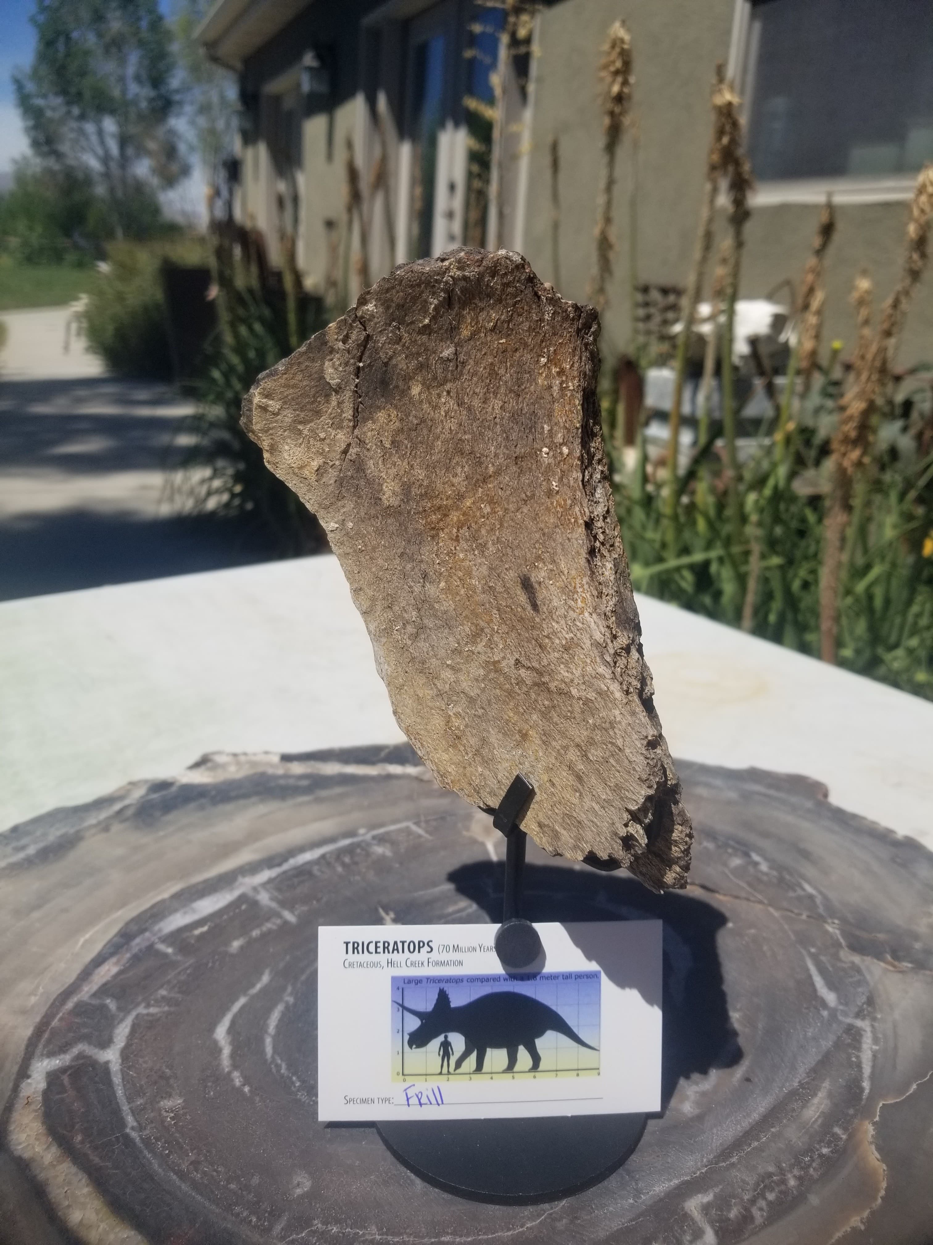 Nice Triceratops Frill Section Fossil Specimen Defined Cretaceous Hell Creek MT