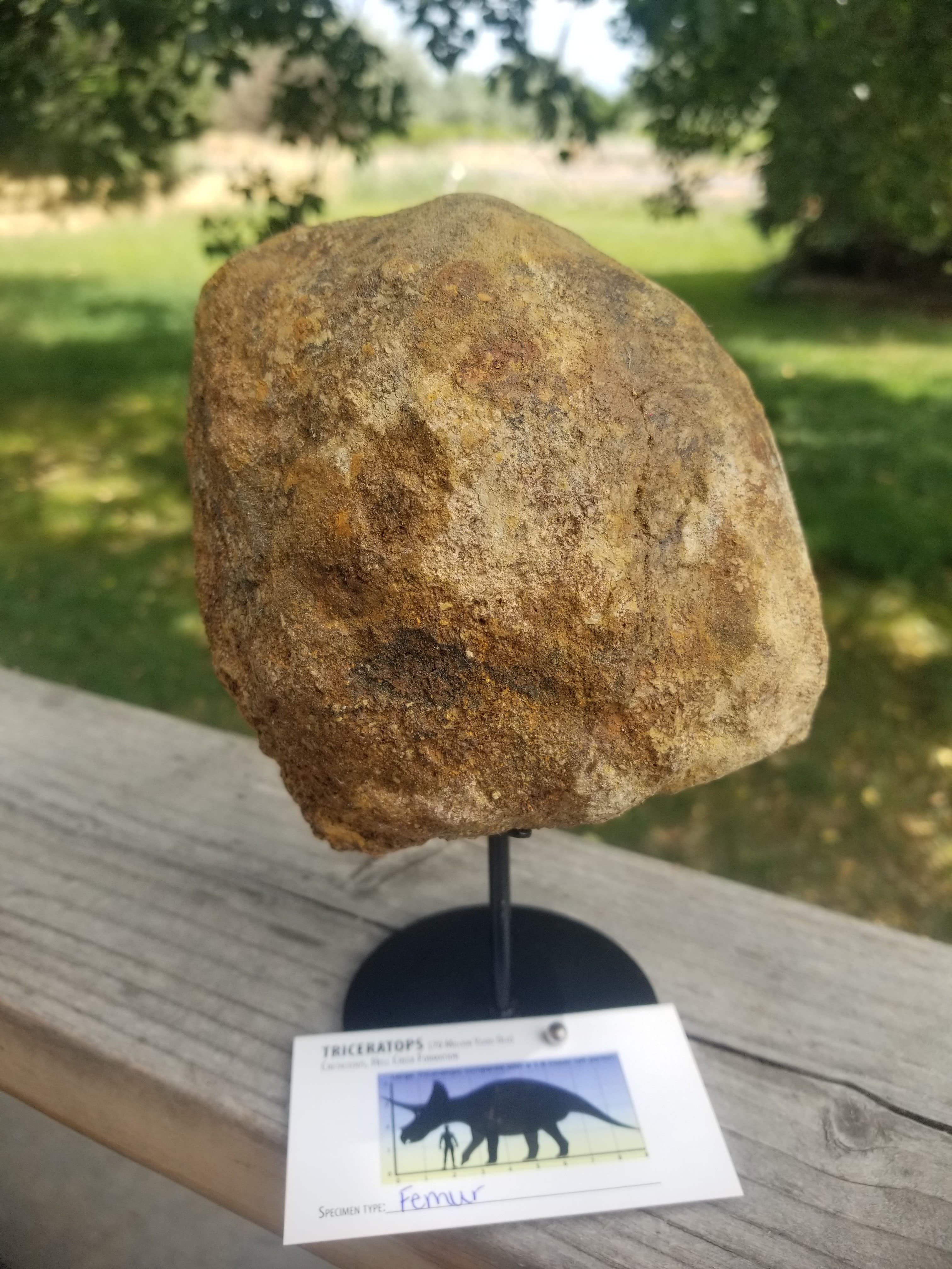 Nice Triceratops Femur End Section Fossil Specimen Defined Cretaceous Hell Creek MT