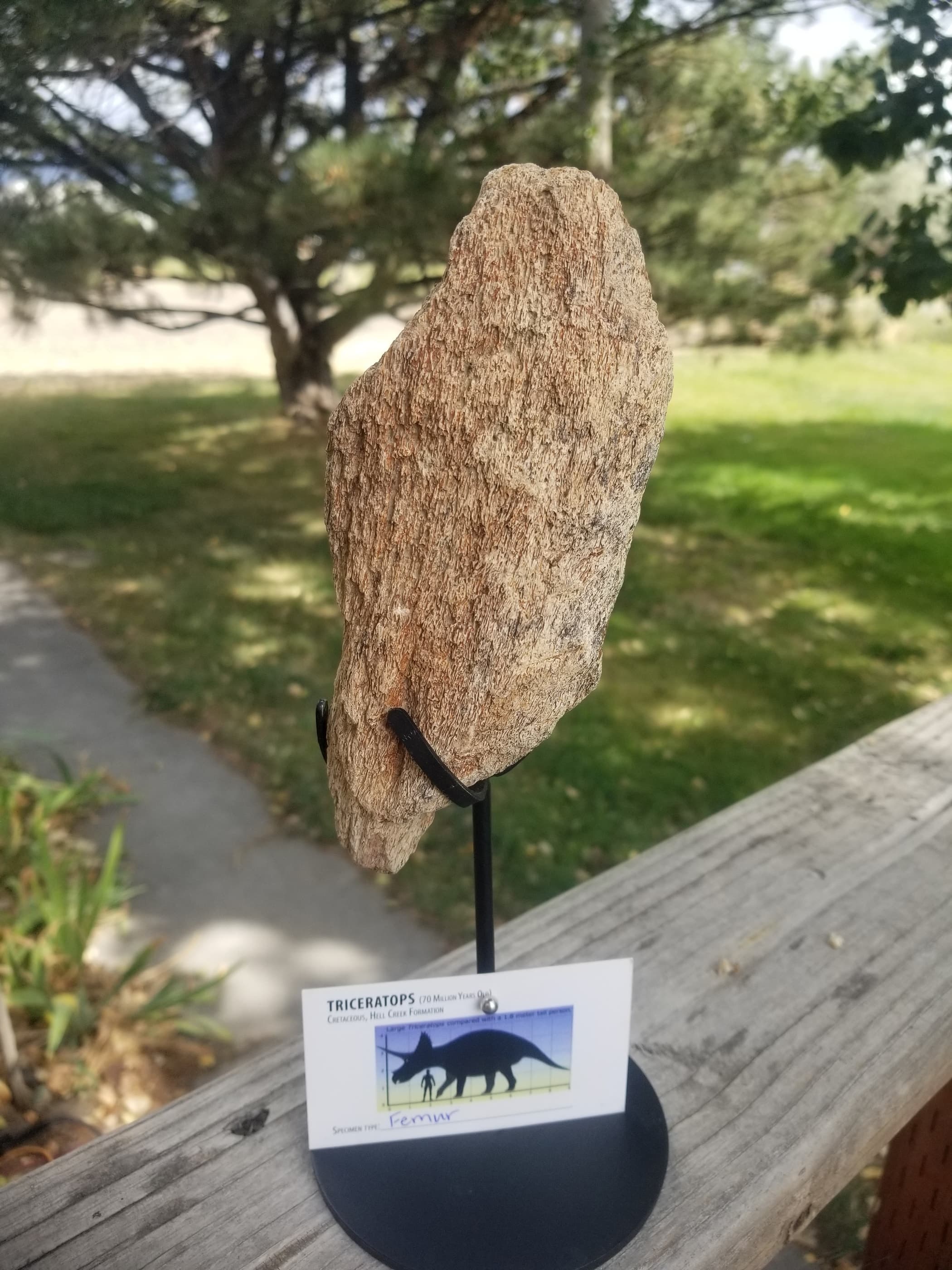 Nice Triceratops Femur Section Fossil Specimen Defined Cretaceous Hell Creek MT