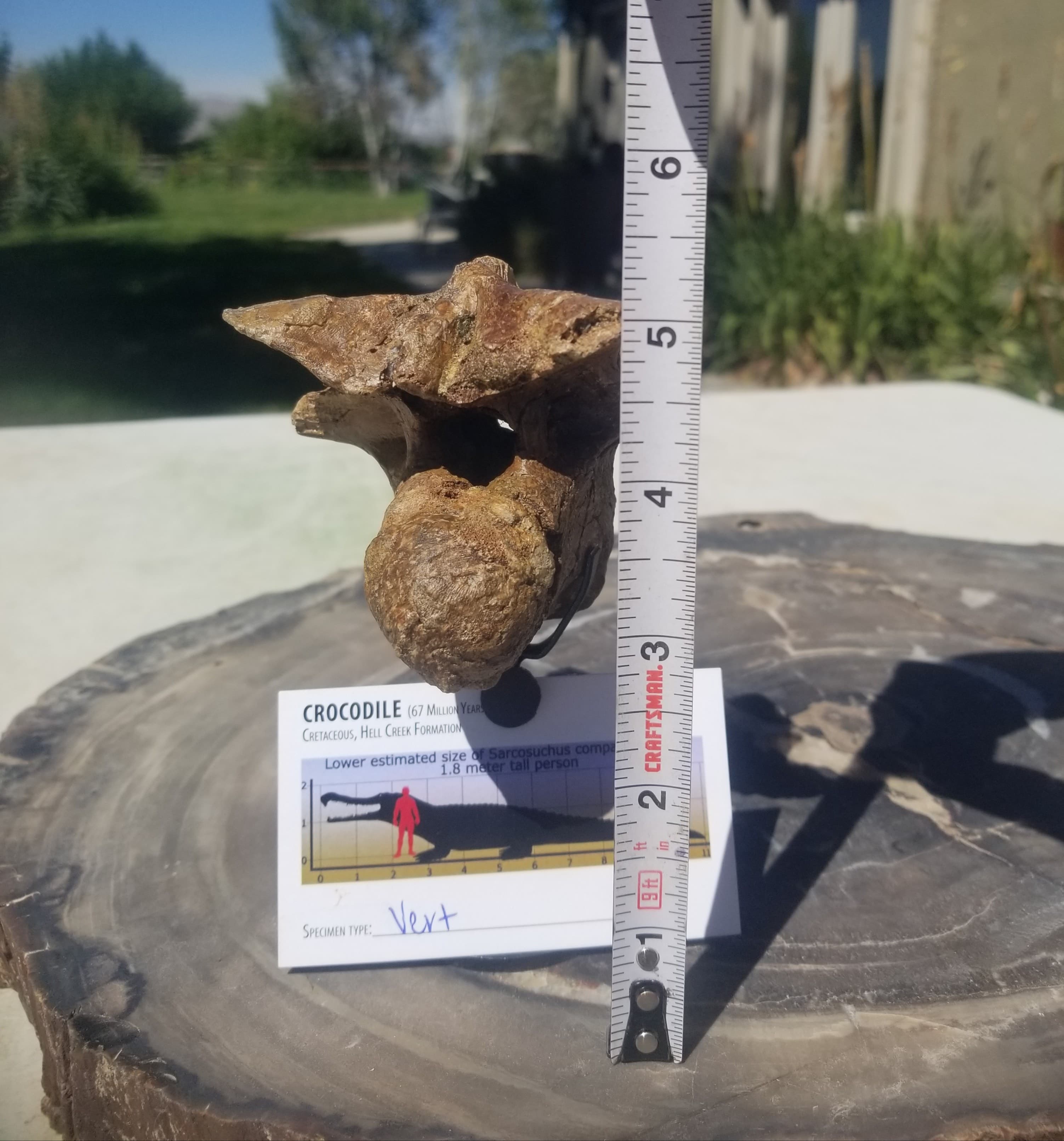 Nice Large Crocodile Vertebrae Fossil Specimen Defined Cretaceous Hell Creek MT