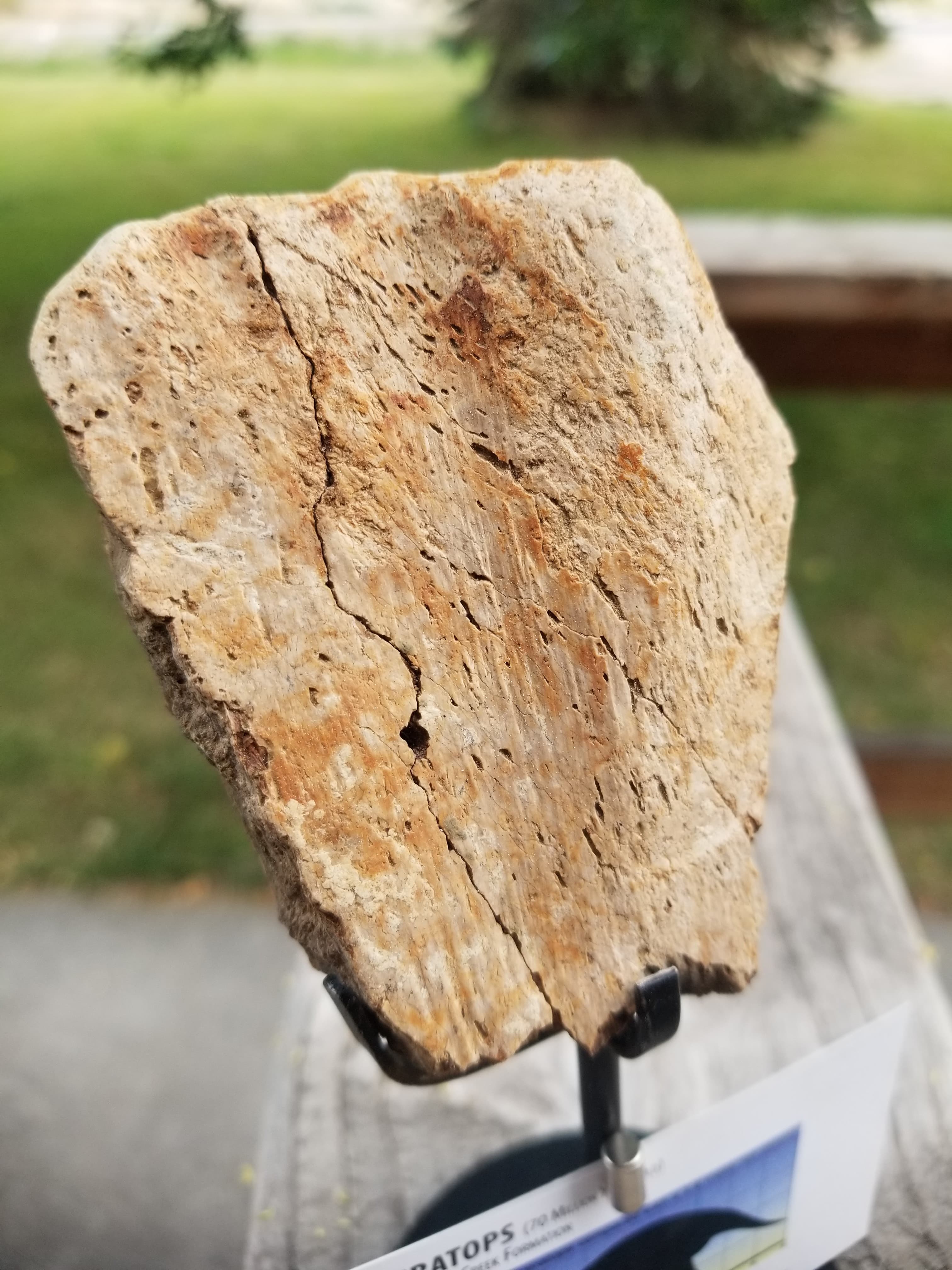 Nice Triceratops Frill Section Fossil Specimen Defined Cretaceous Hell Creek MT