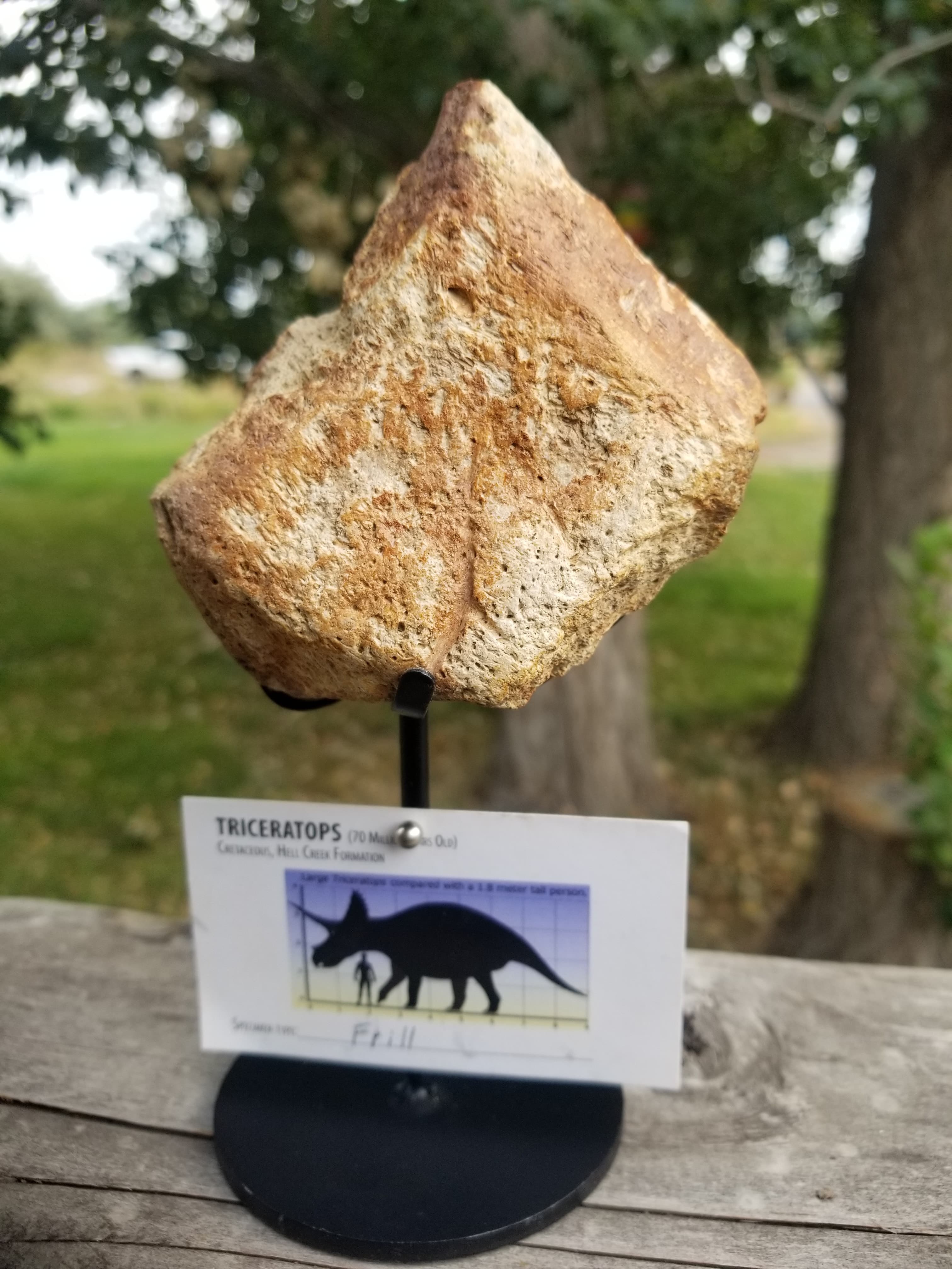 Nice Triceratops Frill Section Fossil Specimen Defined Cretaceous Hell Creek MT
