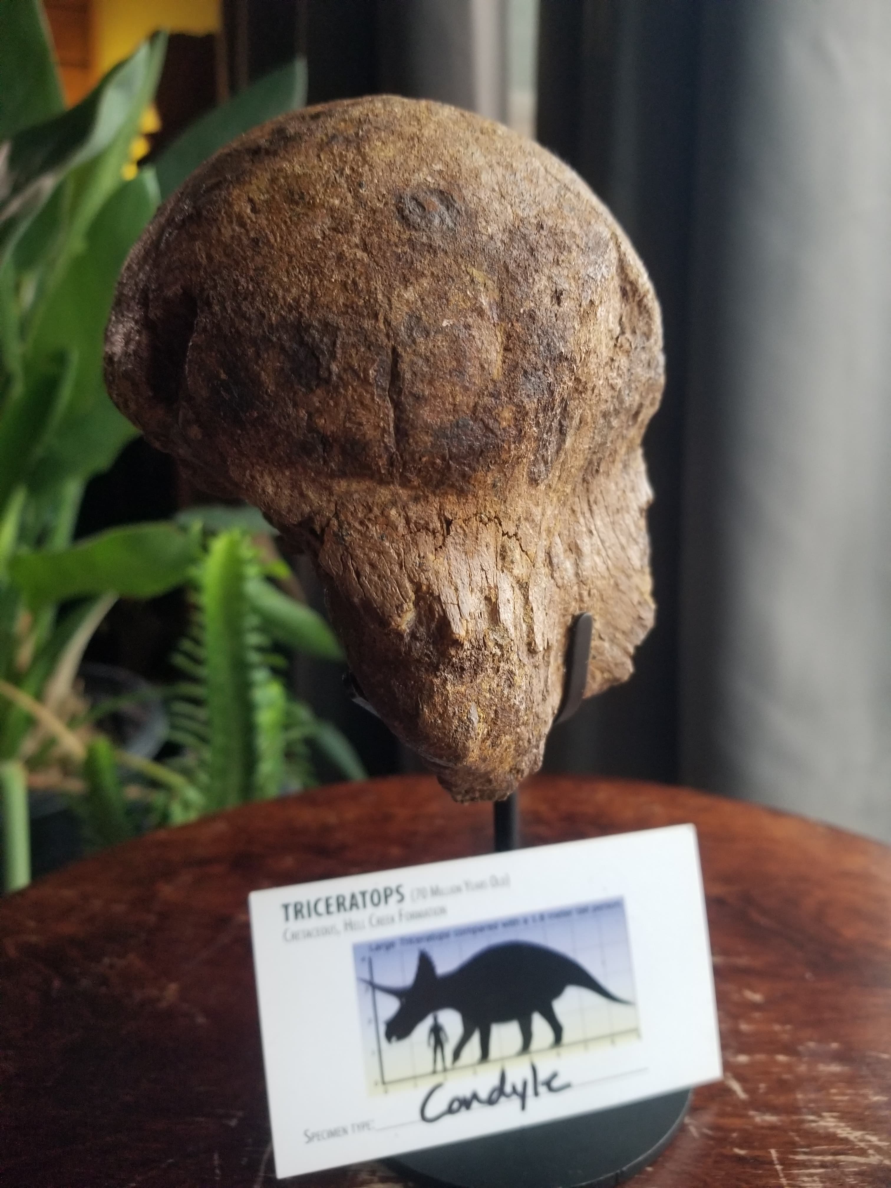 Nice Triceratops Braincase Condyle Fossil Specimen Defined Cretaceous Hell Creek MT