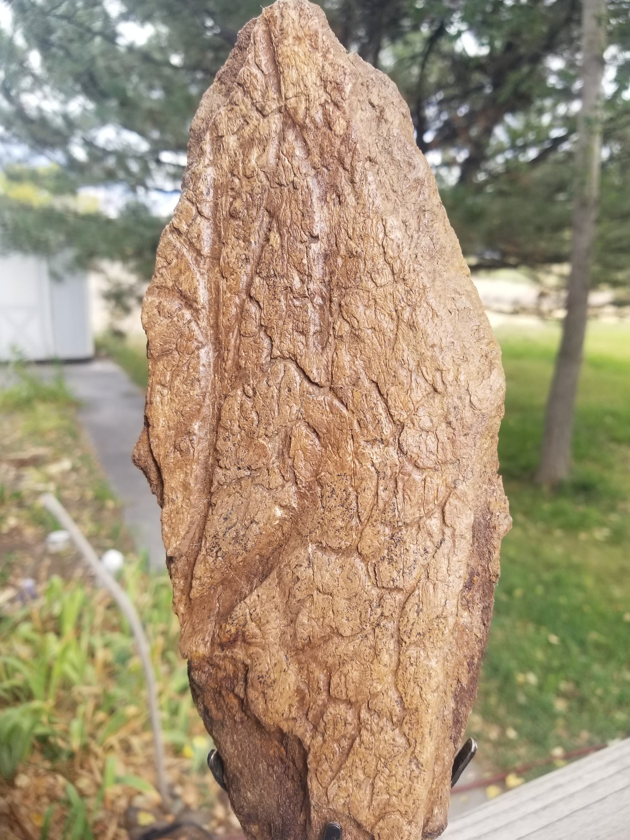 Nice Triceratops Frill Section Fossil Specimen Defined Cretaceous Hell Creek MT