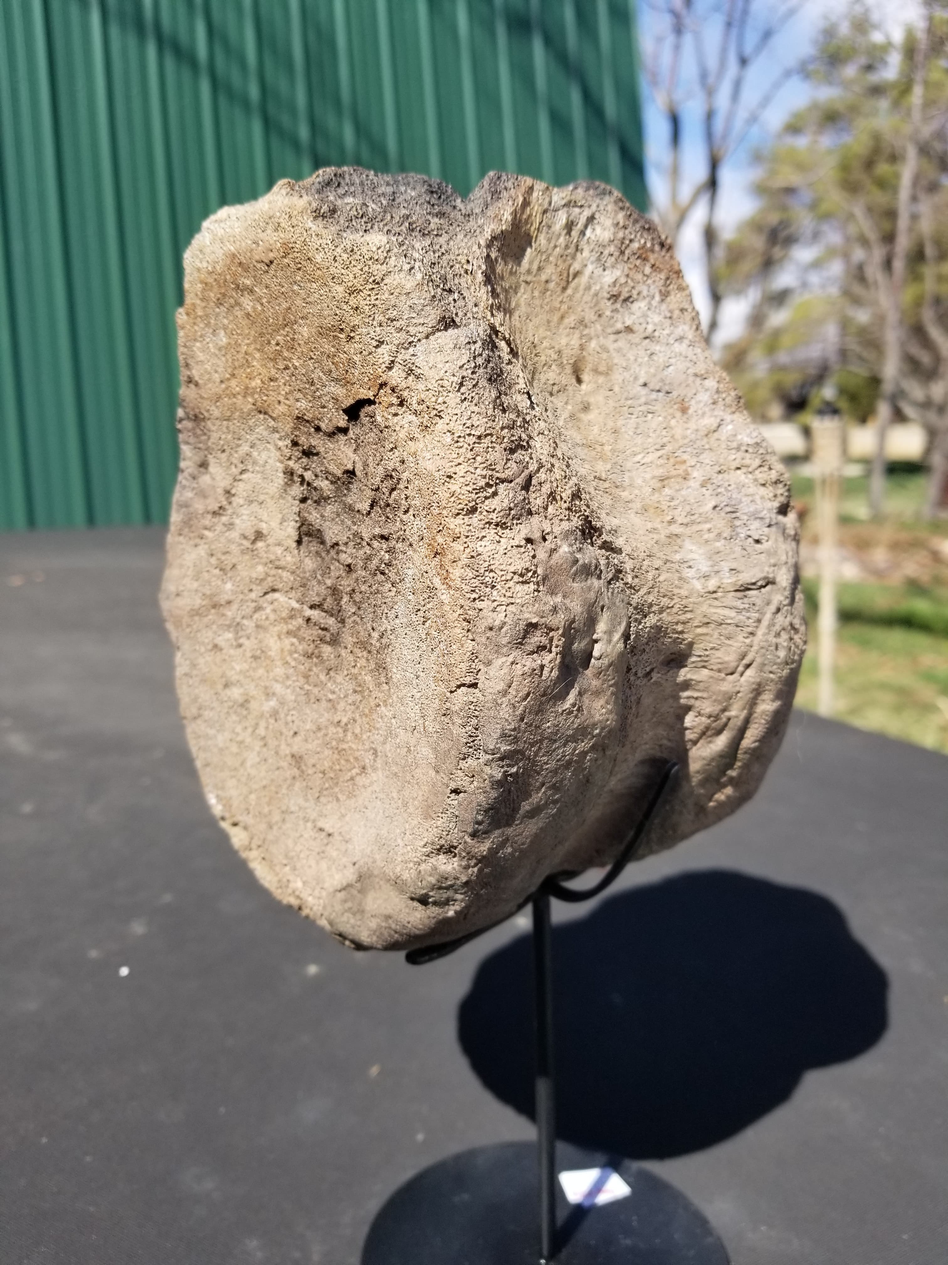 Nice Large Triceratops Full Vert Centrum Fossil Specimen Defined Cretaceous Hell Creek MT