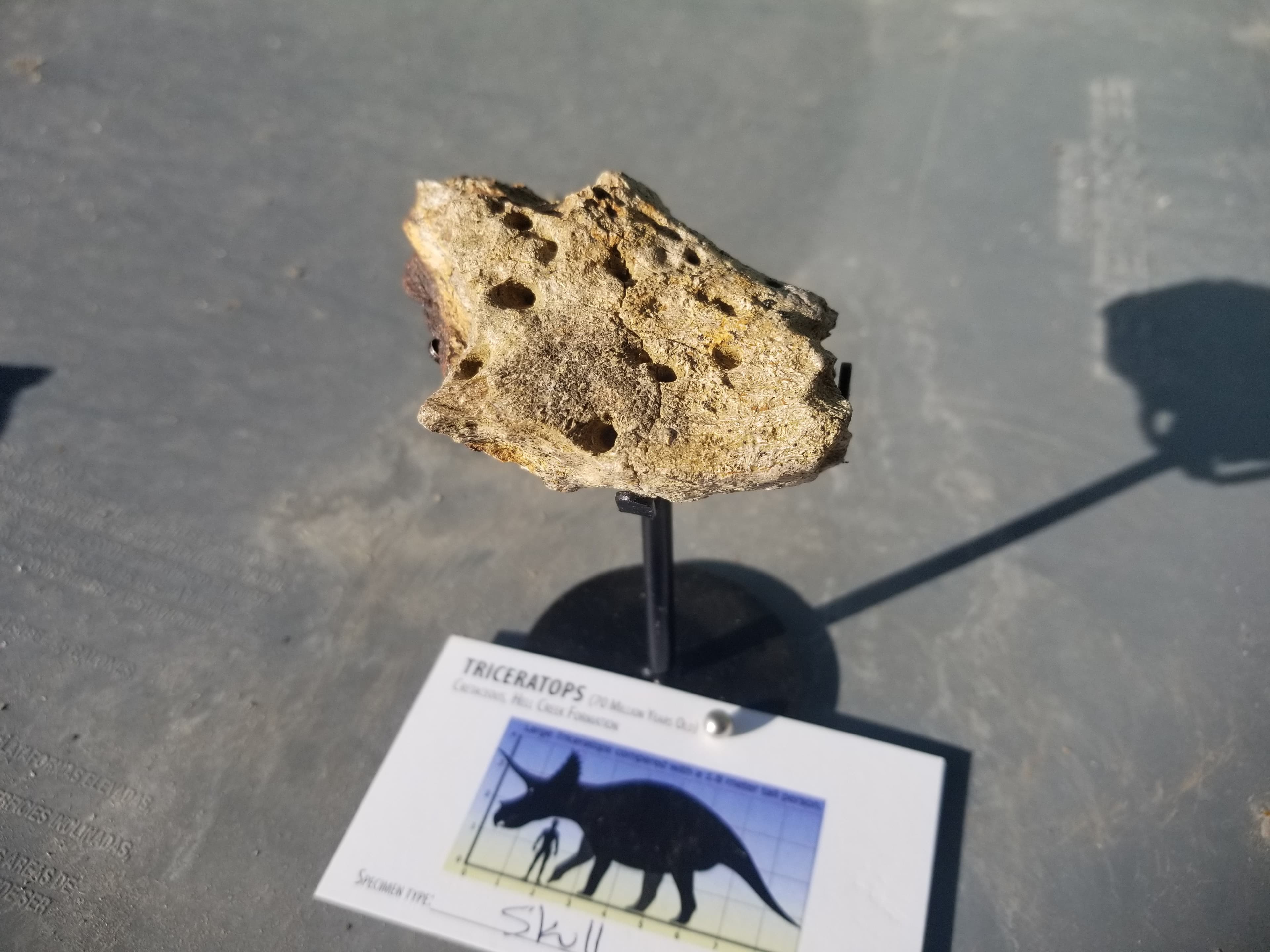 Nice Triceratops Skull Section Fossil Specimen Defined Cretaceous Hell Creek MT