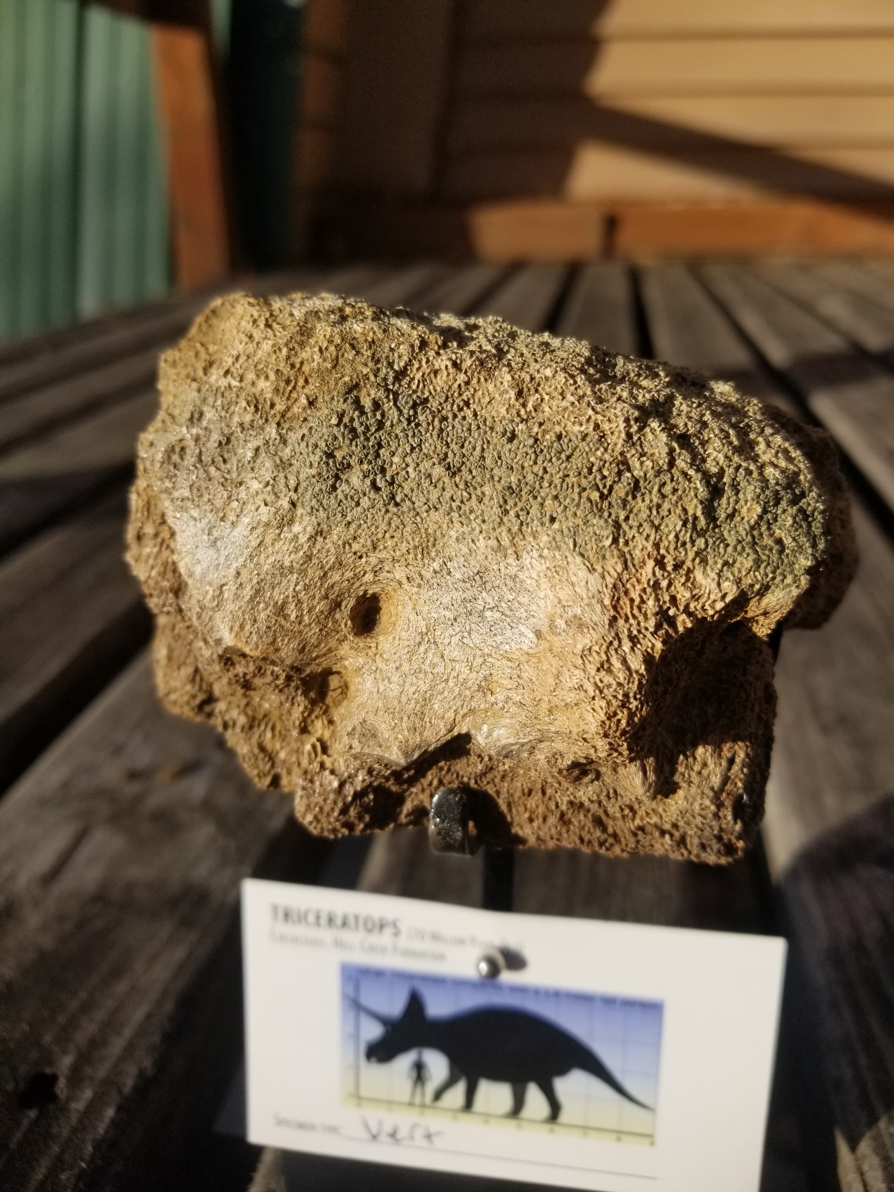Nice Triceratops Skull Section Fossil Specimen Defined Cretaceous Hell Creek MT