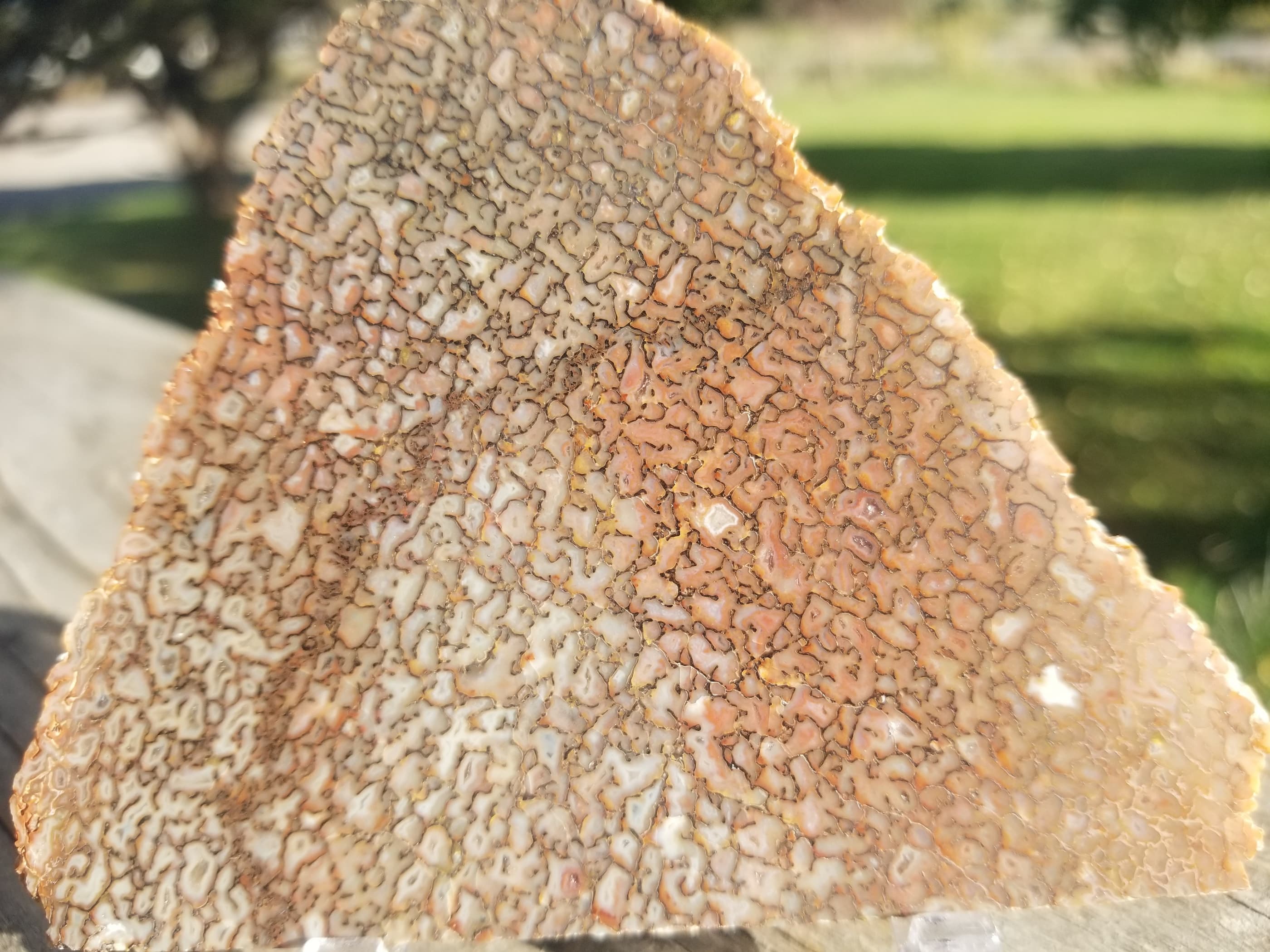Opaque Multicolor Polished Agatized Dinosaur Gem Bone Slab 89g Jurassic Morrison, CO