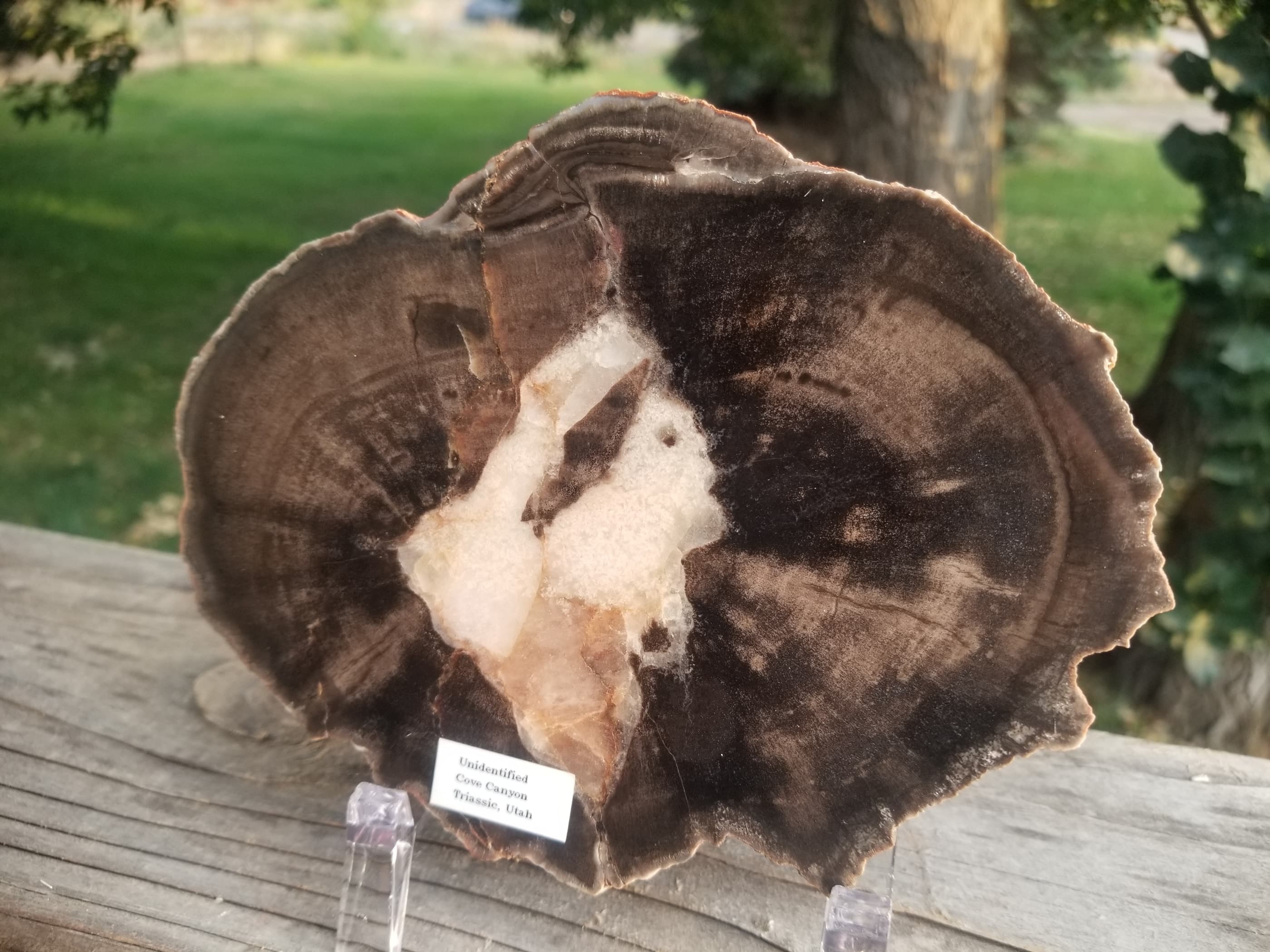 Polished Cove Canyon Petrified Wood Round Thick Slab Triassic Southern Utah