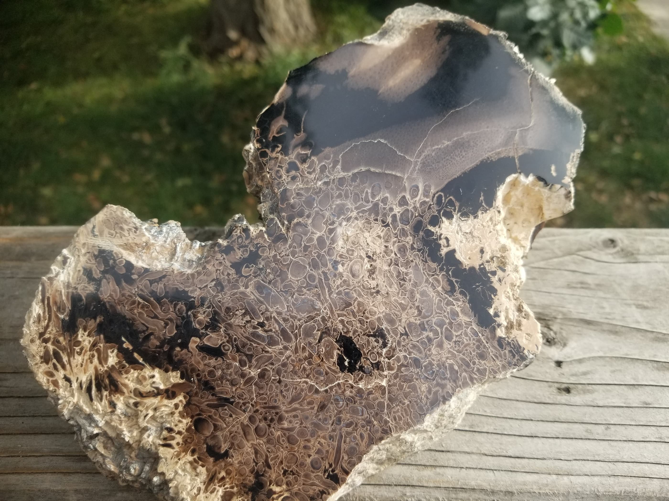Polished Petrified Palm Wood (Palmoxylon) w/Root Cluster Great Pattern Old Collection 5+Lb