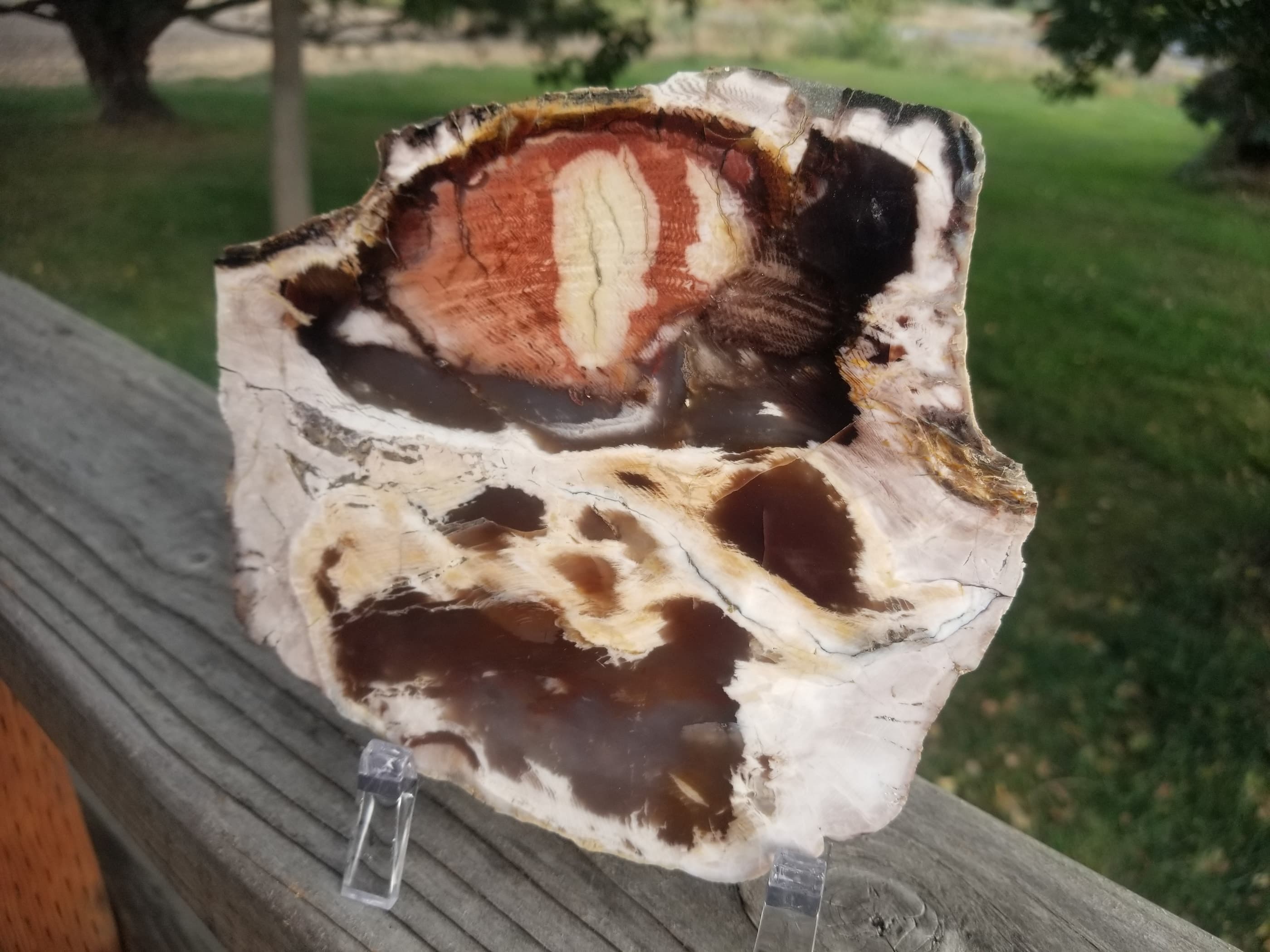 Beautiful Polished Petrified Wood Round Thick Slab Specimen - Unknown Origin Old Collection 3x3.5"