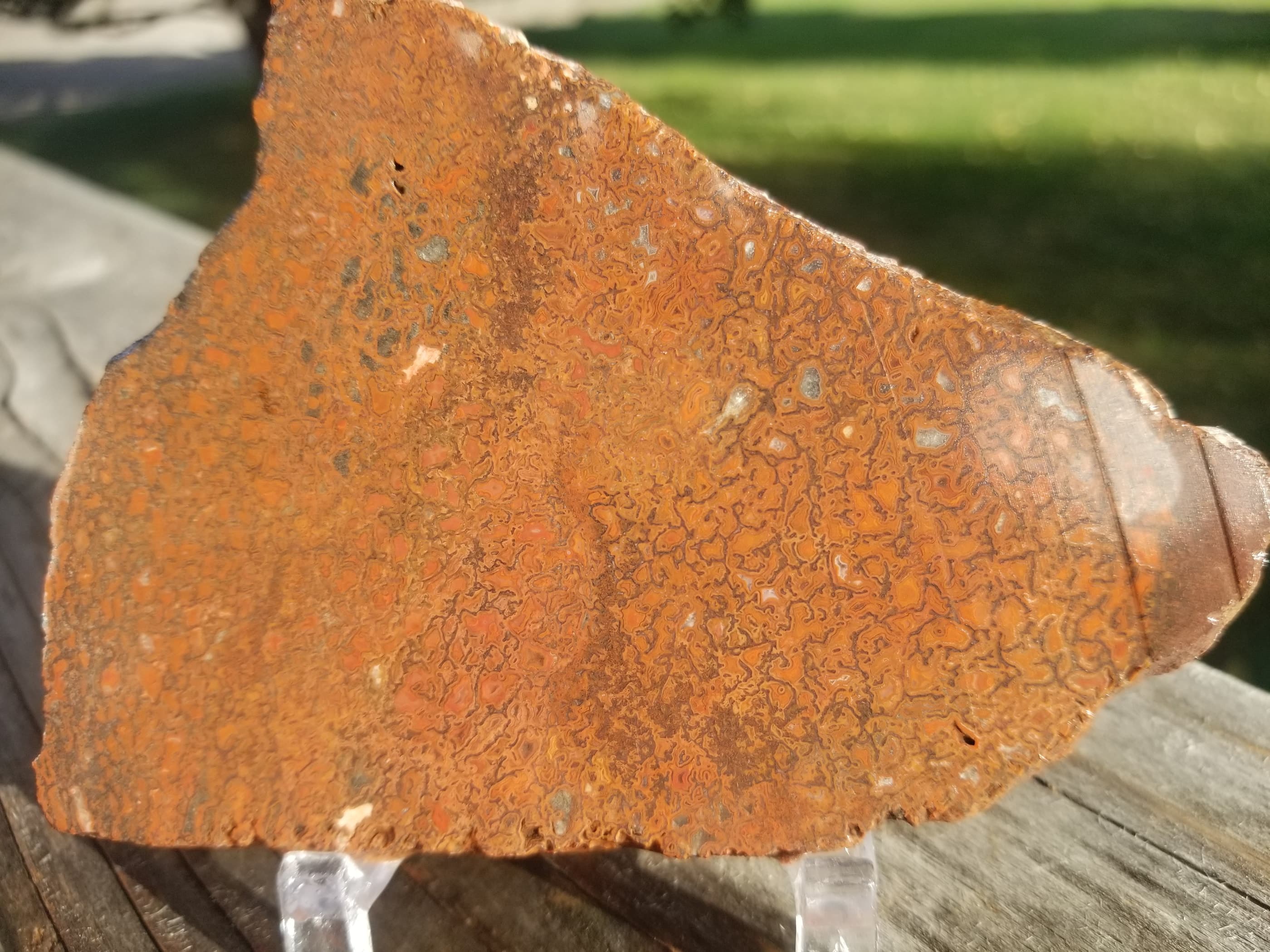 Deep Red Agatized Dinosaur Gem Bone Slab 109g