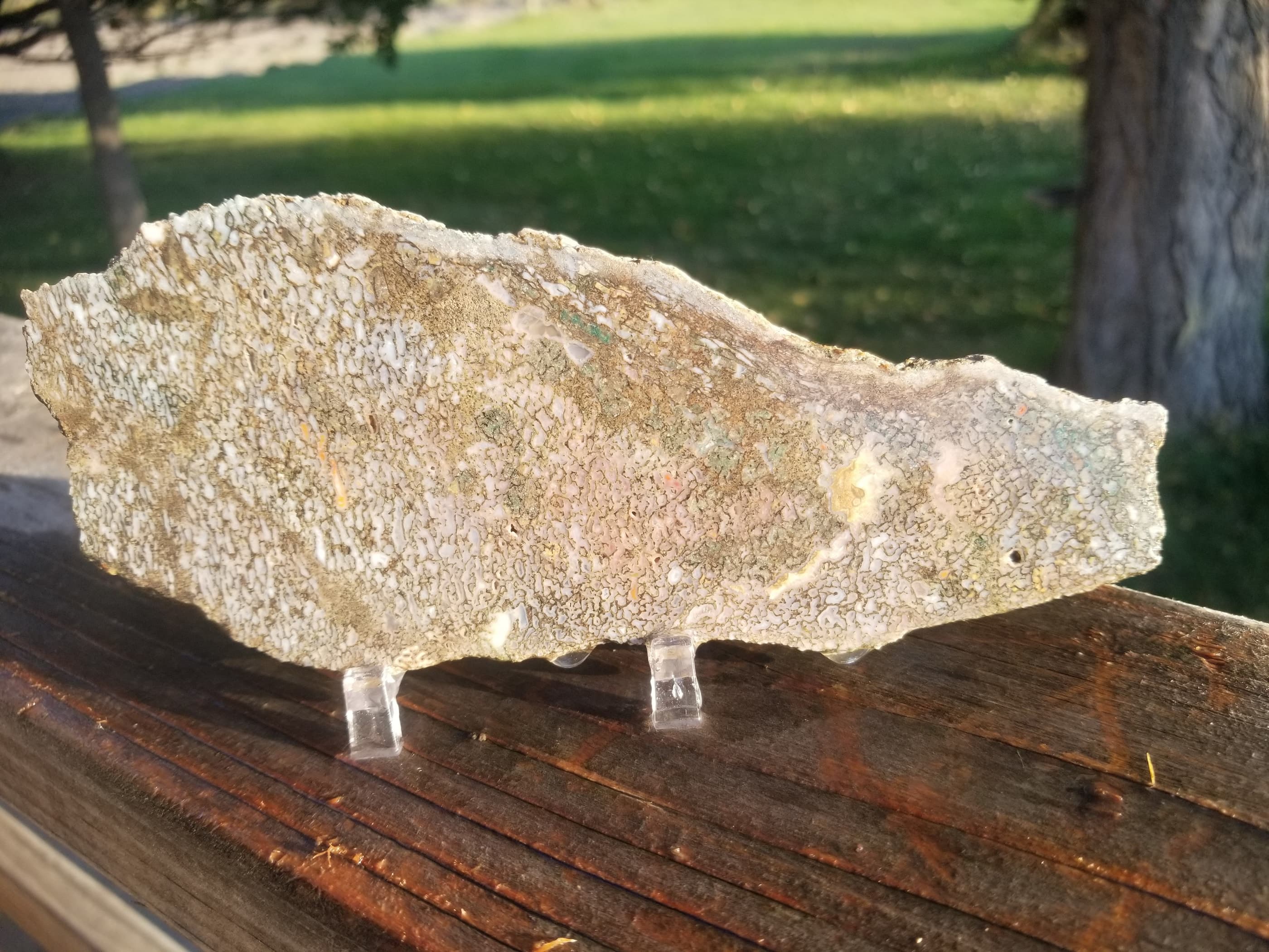 Rainbow Agatized Dinosaur Gem Bone Slab 160g Large Cell