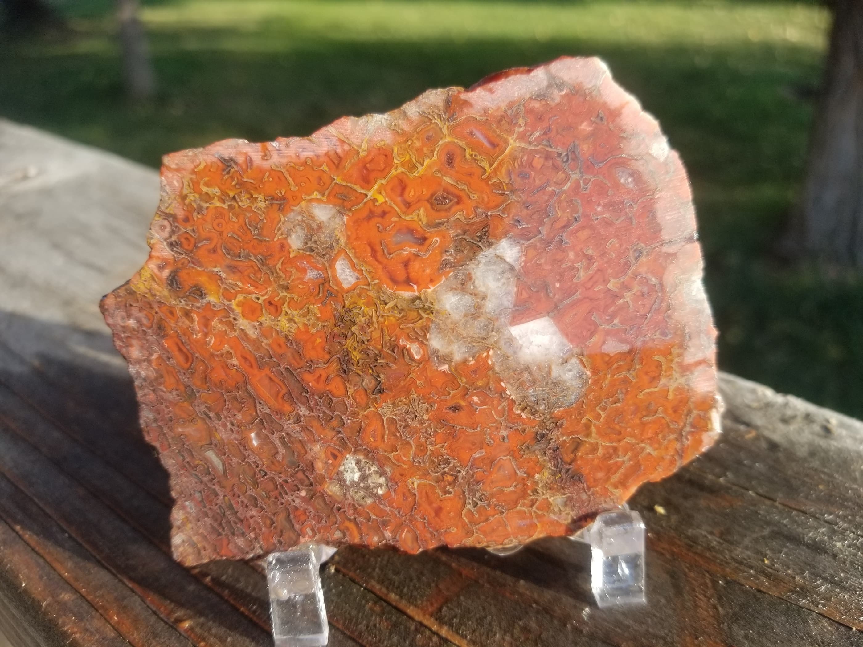 Deep Red Multicolor Agatized Dinosaur Gem Bone Slab 70g Calcite Pockets