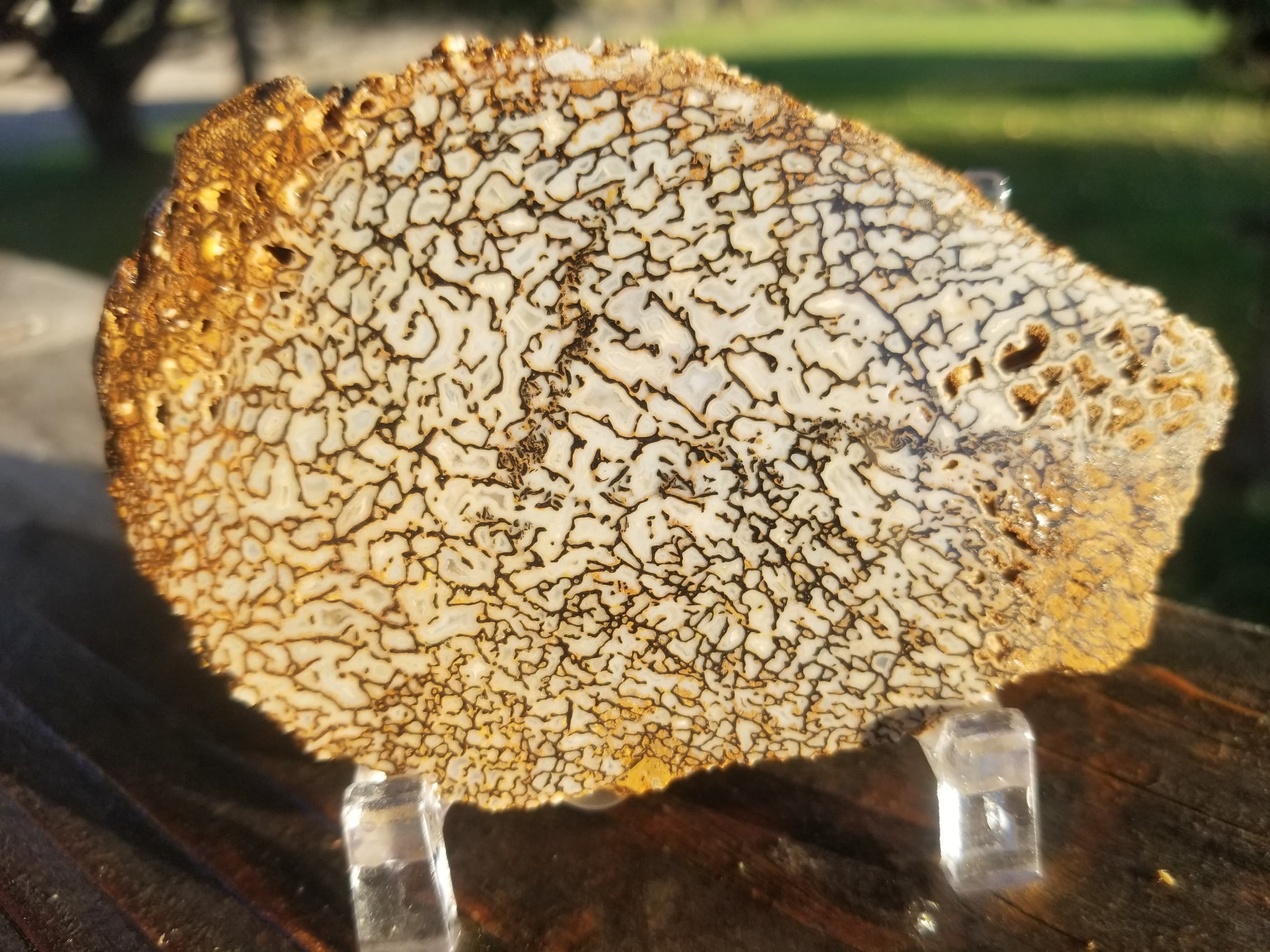 Rainbow Agatized Dinosaur Gem Bone Slab 160g Large Cell