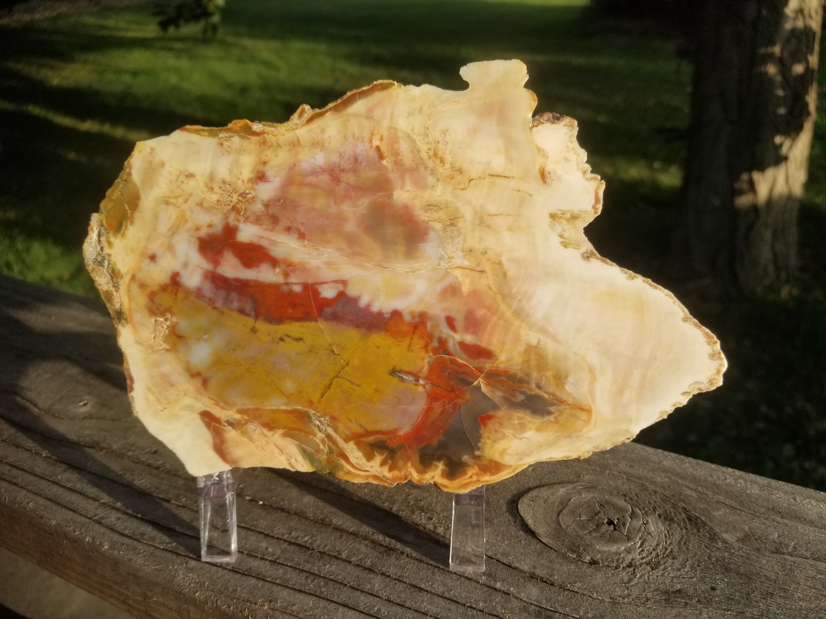 Beautiful Henry Mountains Polished Petrified Wood Round Endcut - Morrison Form, Southern UT