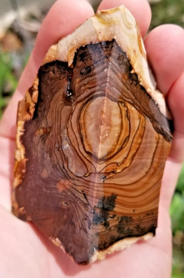Rare Blue Biggs Picture Jasper Specimen Oregon Cut Faced Lapidary 185g Unpolished