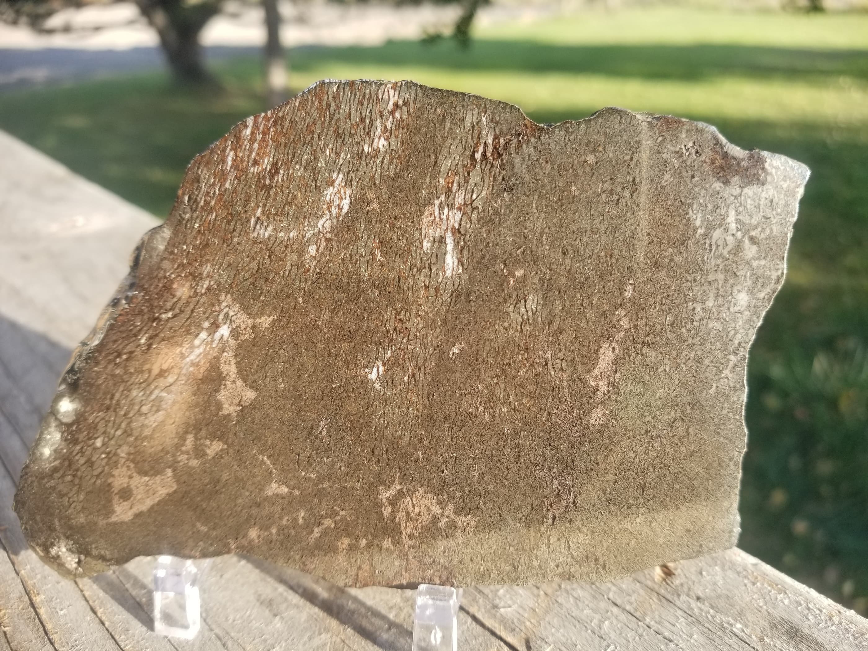 Incredible Rare Double Polished Pyrite Dinosaur Bone Gem Bone - Volga River, Russia