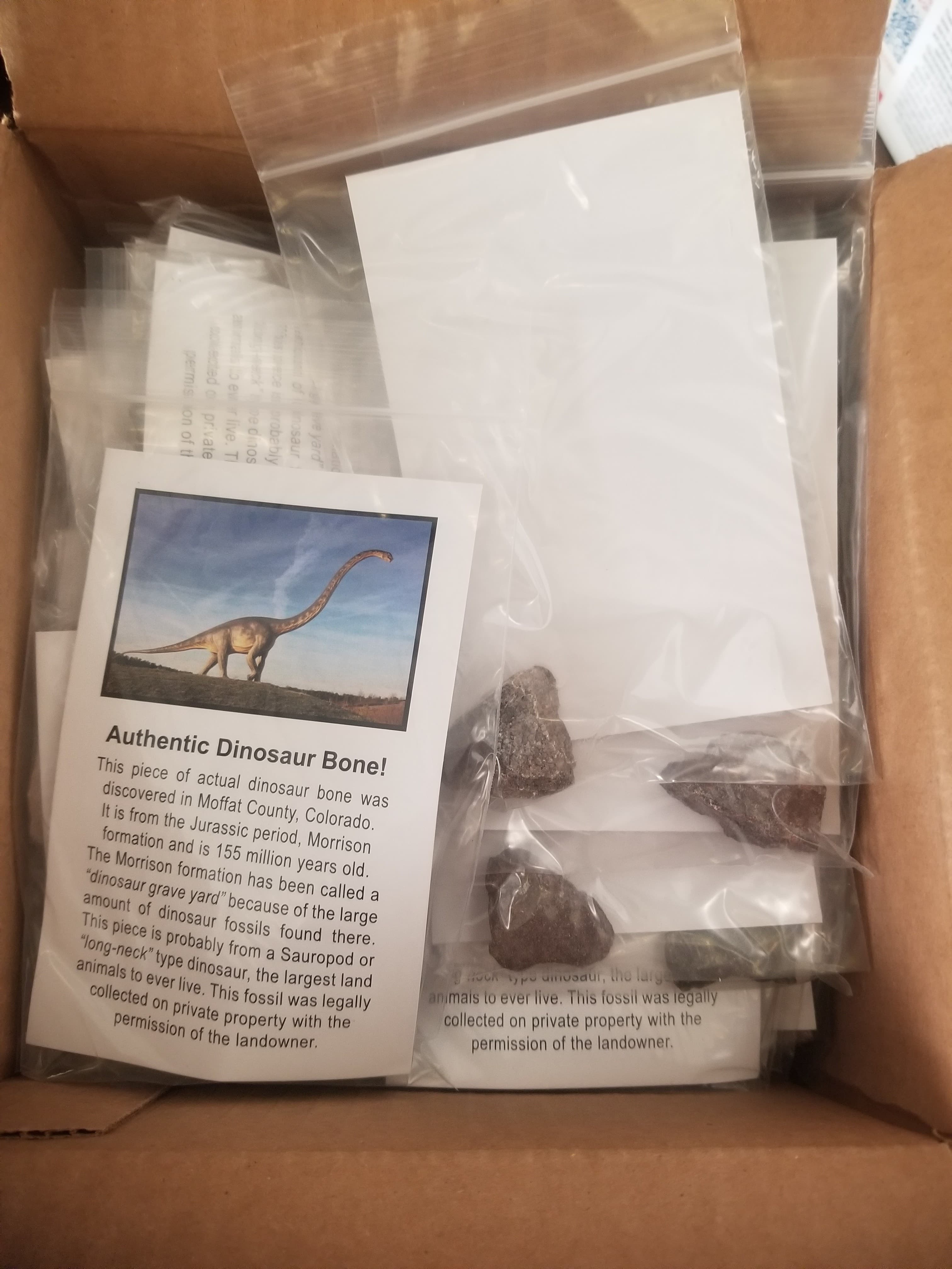 Wholesale -Box of 100* Regular Authentic Jurassic Dinosaur Bone Fossil Specimen w/Educational Card (Bagged)