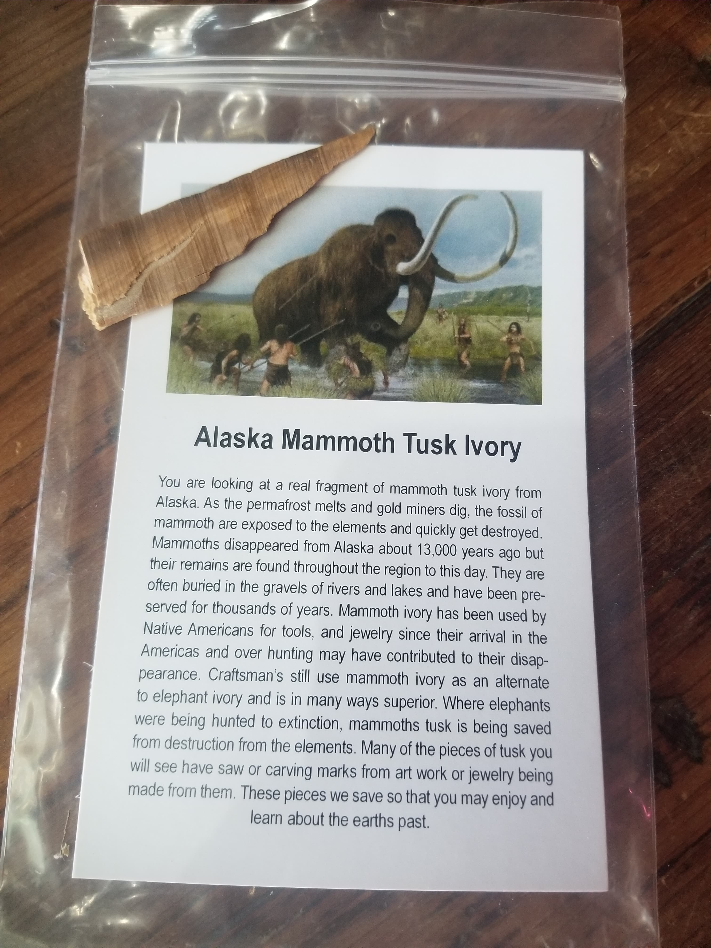Alaskan Mammoth Mamut Tusk Specimen w/Educational card (Bagged)