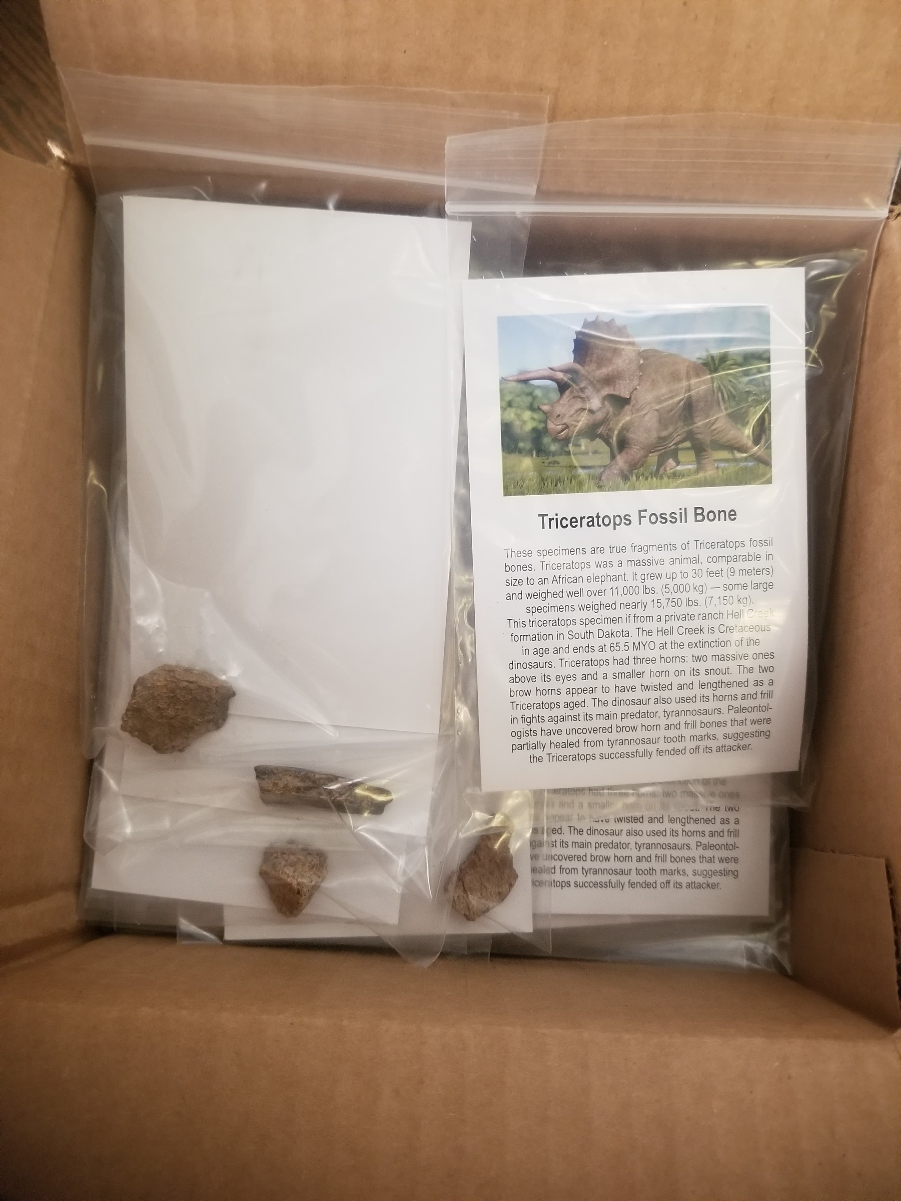 Wholesale -Box of 100* Regular Triceratops Bone Fossil Specimen w/Educational card (Bagged)