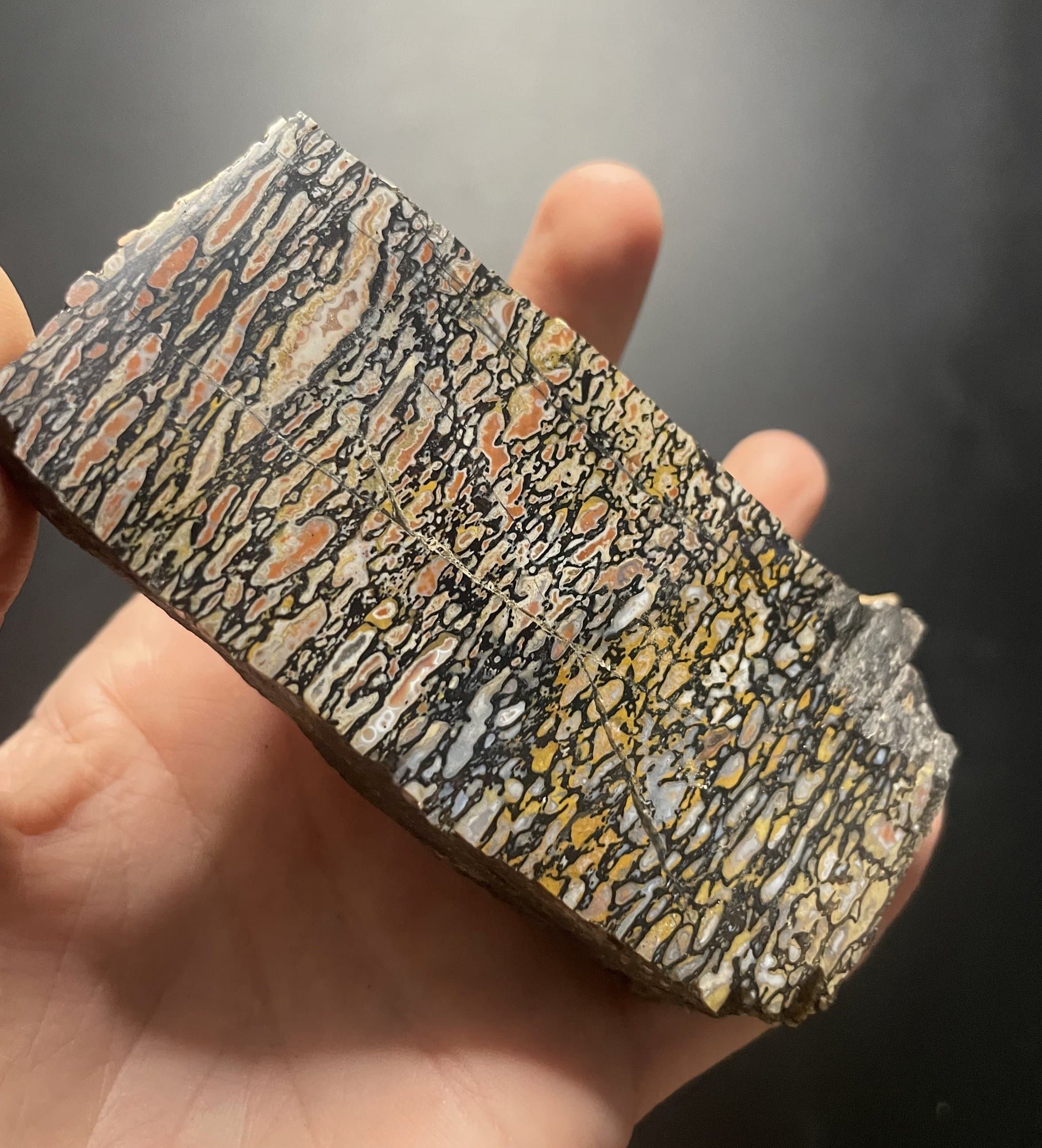 Amazing Polished Rainbow Large Cell Agatized Jurassic Dinosaur Gem Bone Specimen