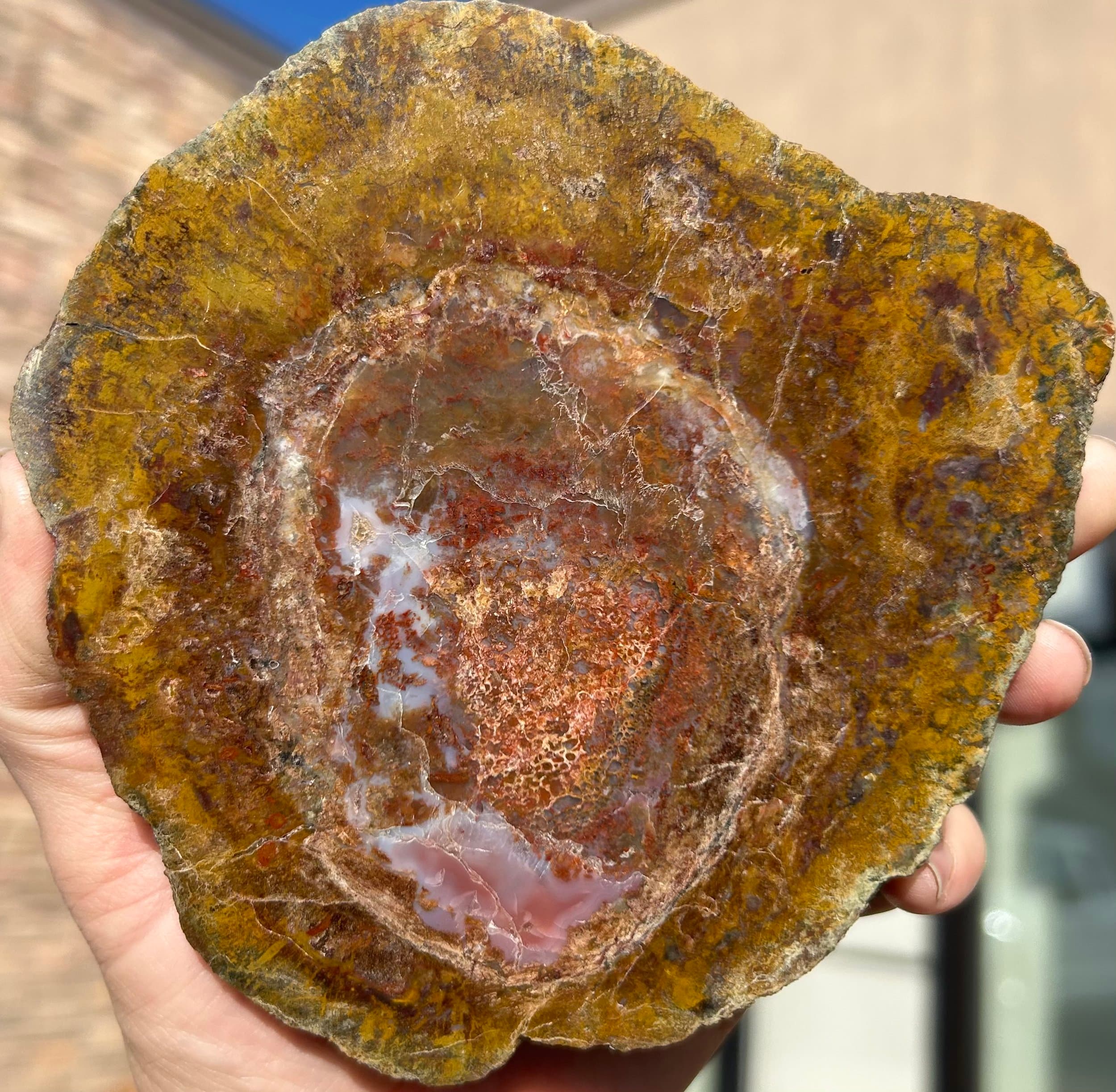 Colorado Dinosaur Gem Bone