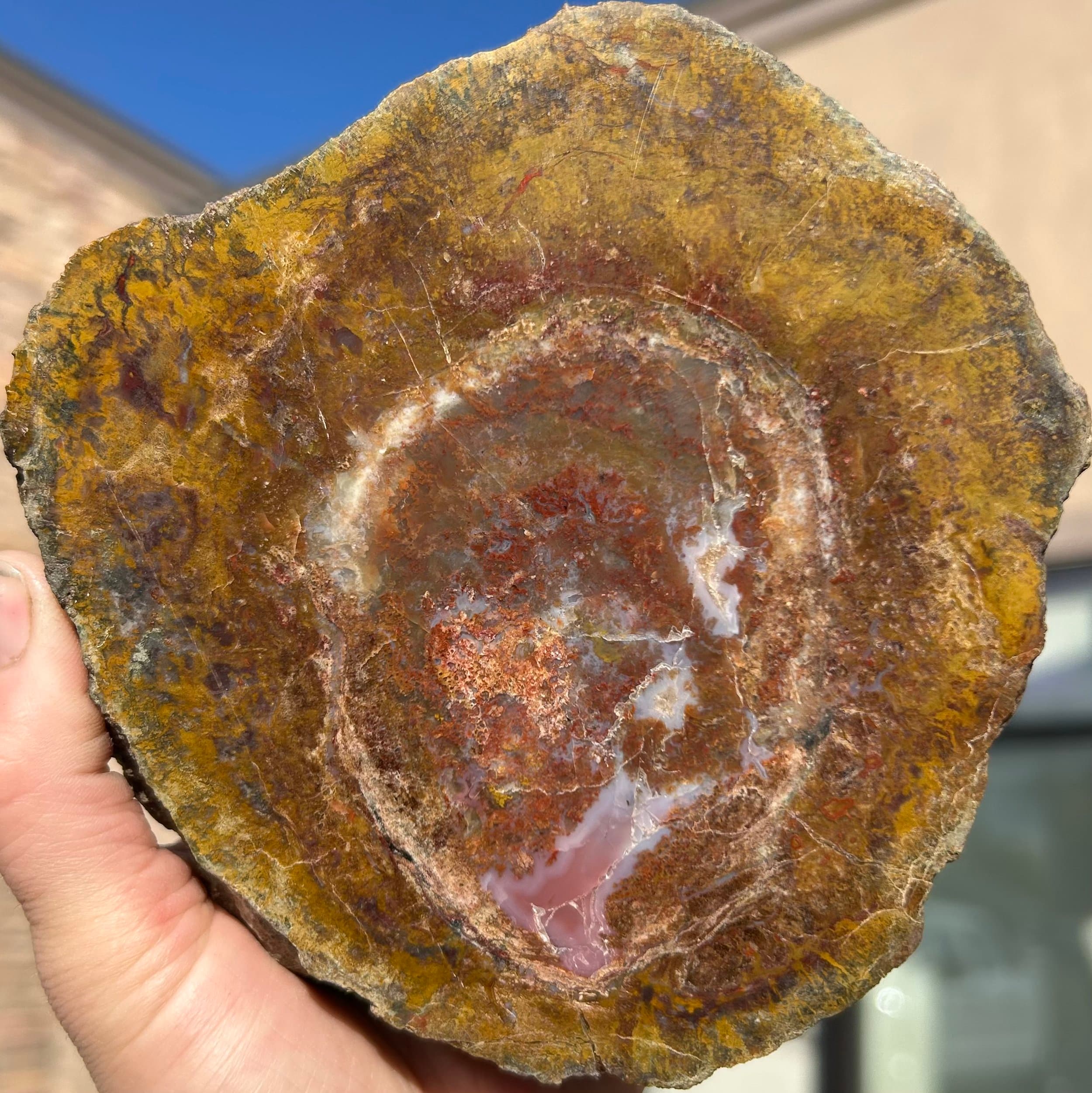 Nice Polished Agatized Dinosaur Gem Bone Specimen Large Cell Multicolor End Cut Jurrasic