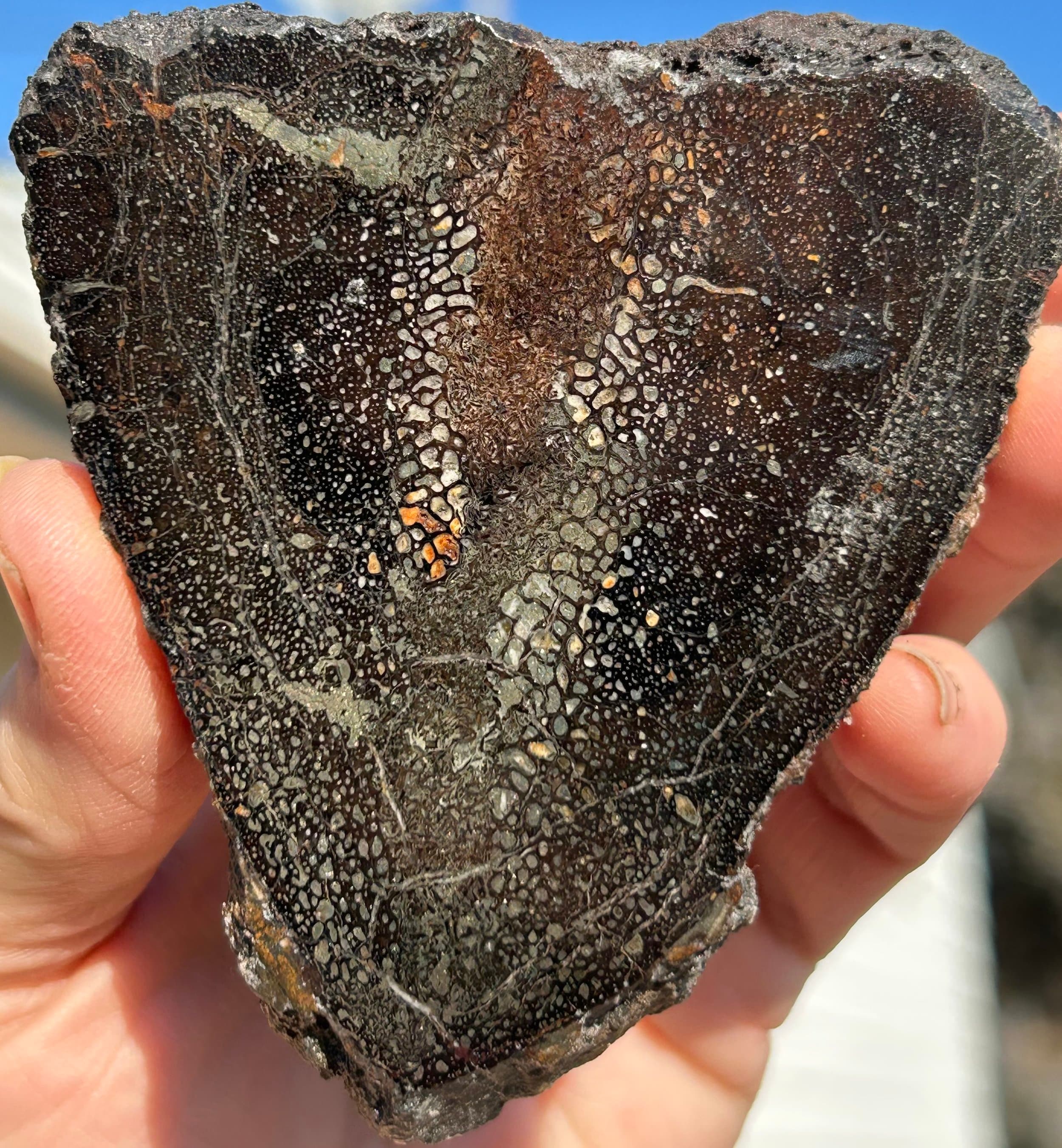 Incredible Rare Double Polished Pyrite Dinosaur Bone Gem Bone "Plesiosaurus Vertebrae" - Volga River Russia