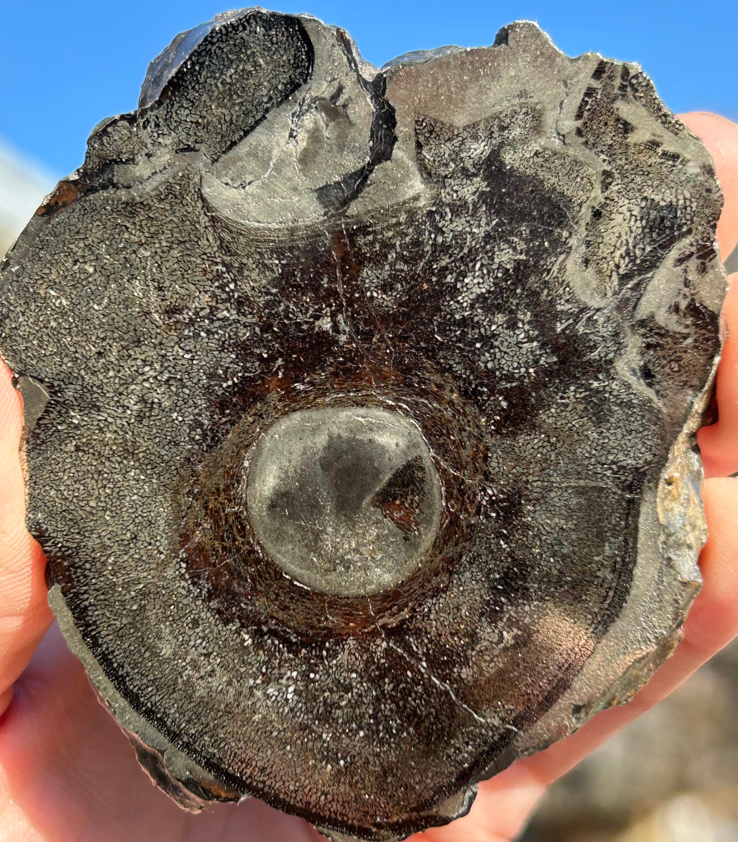 Incredible Rare Double Polished Pyrite Dinosaur Bone Gem Bone "Ichthyosaurus Vertebrae"- Volga River