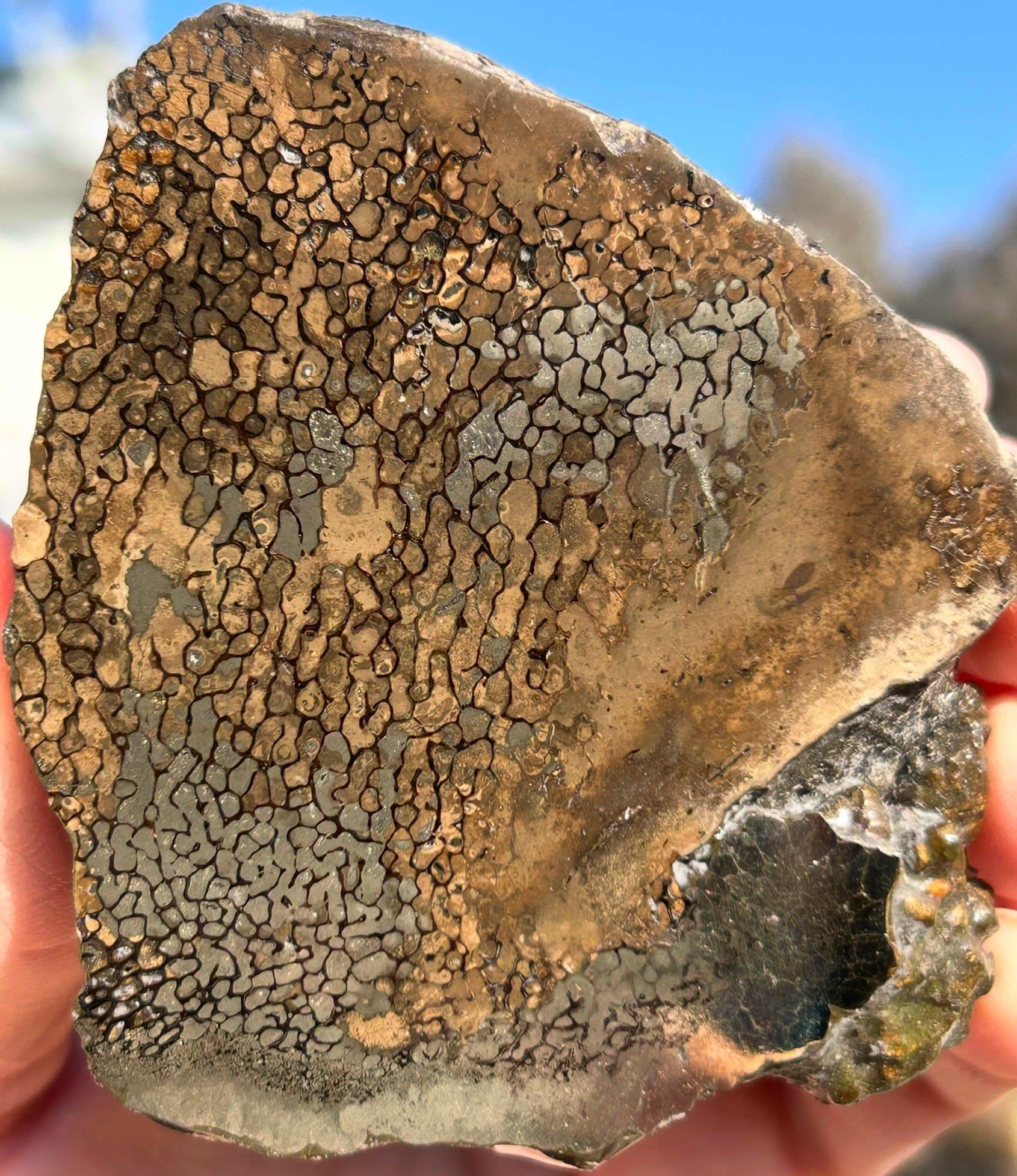 Incredible Rare Double Polished Pyrite Dinosaur Bone Gem Bone - Volga River, Russia