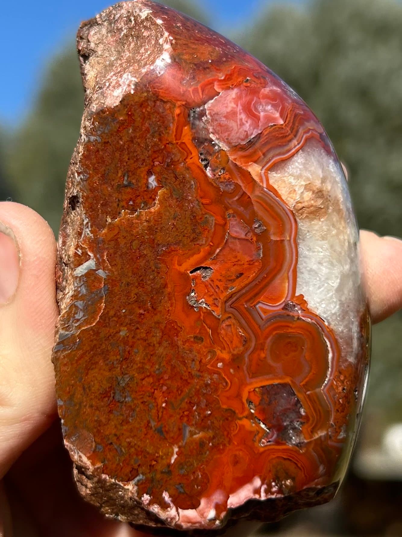 Beautiful Red Banded Freeform Polished Dinosaur Gem Bone Specimen - Agatized Jurassic Dinosaur Bone
