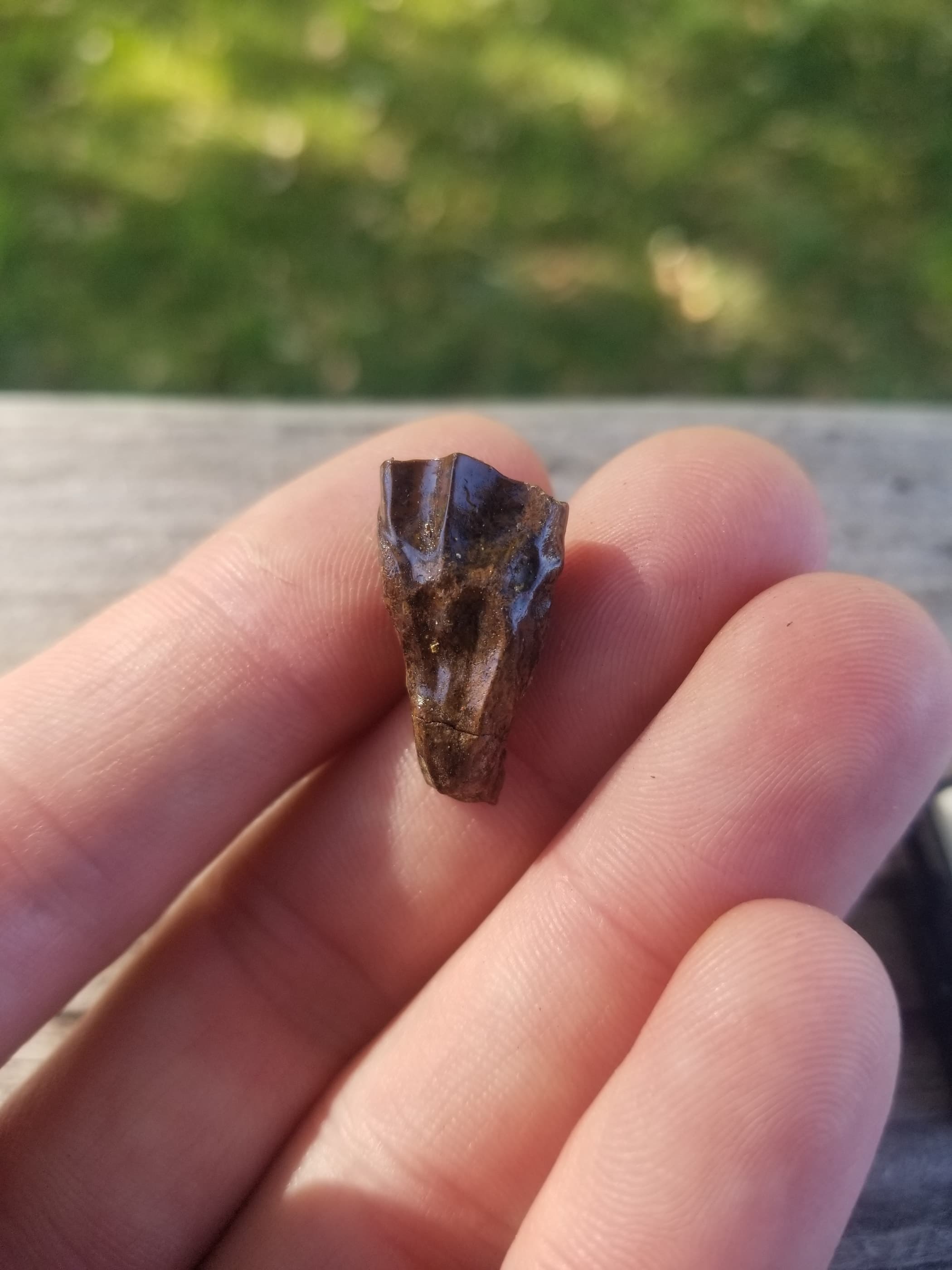 Large Triceratops Tooth Fossil Specimen Hell Creek, MT