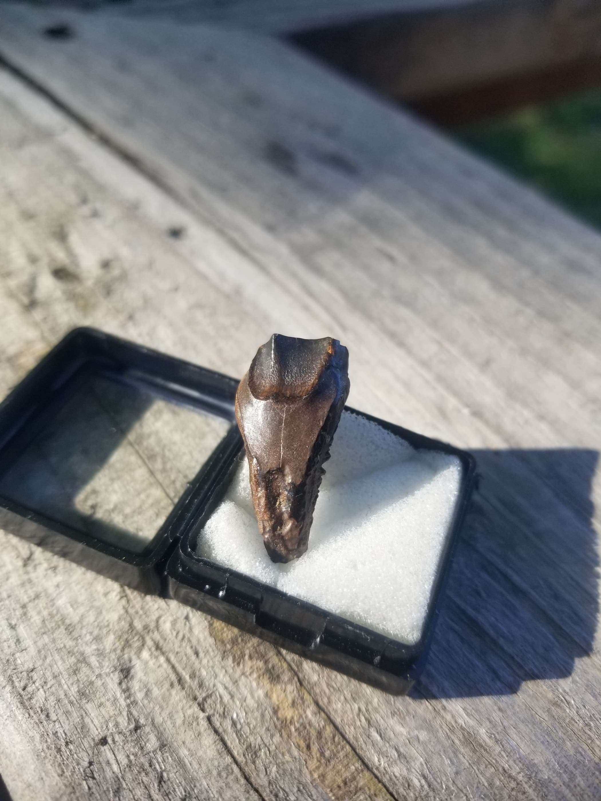 Large Triceratops Tooth Fossil Specimen Hell Creek, MT
