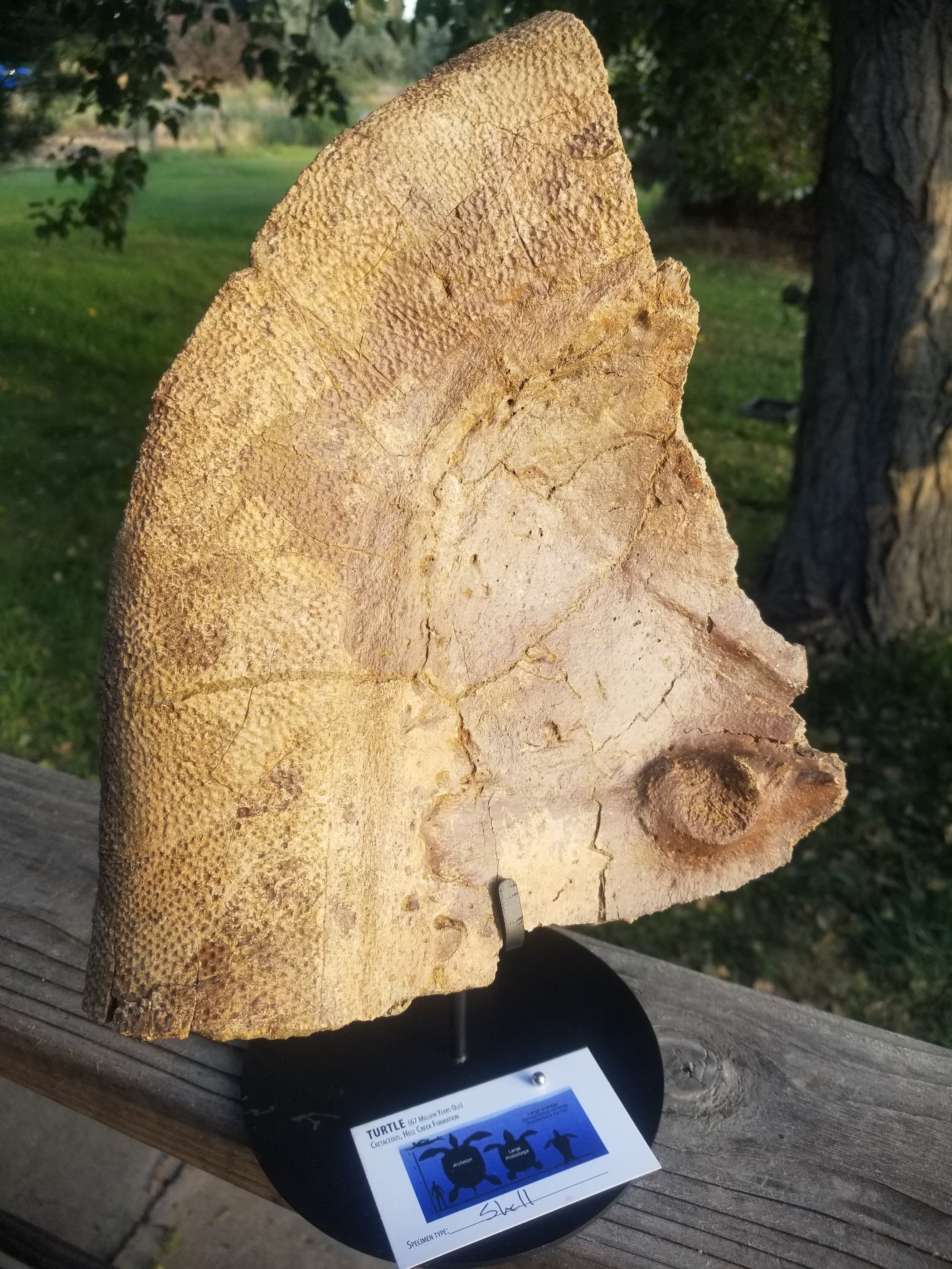 Turtle Shell Section Fossil Specimen Cretaceous Hell Creek MT