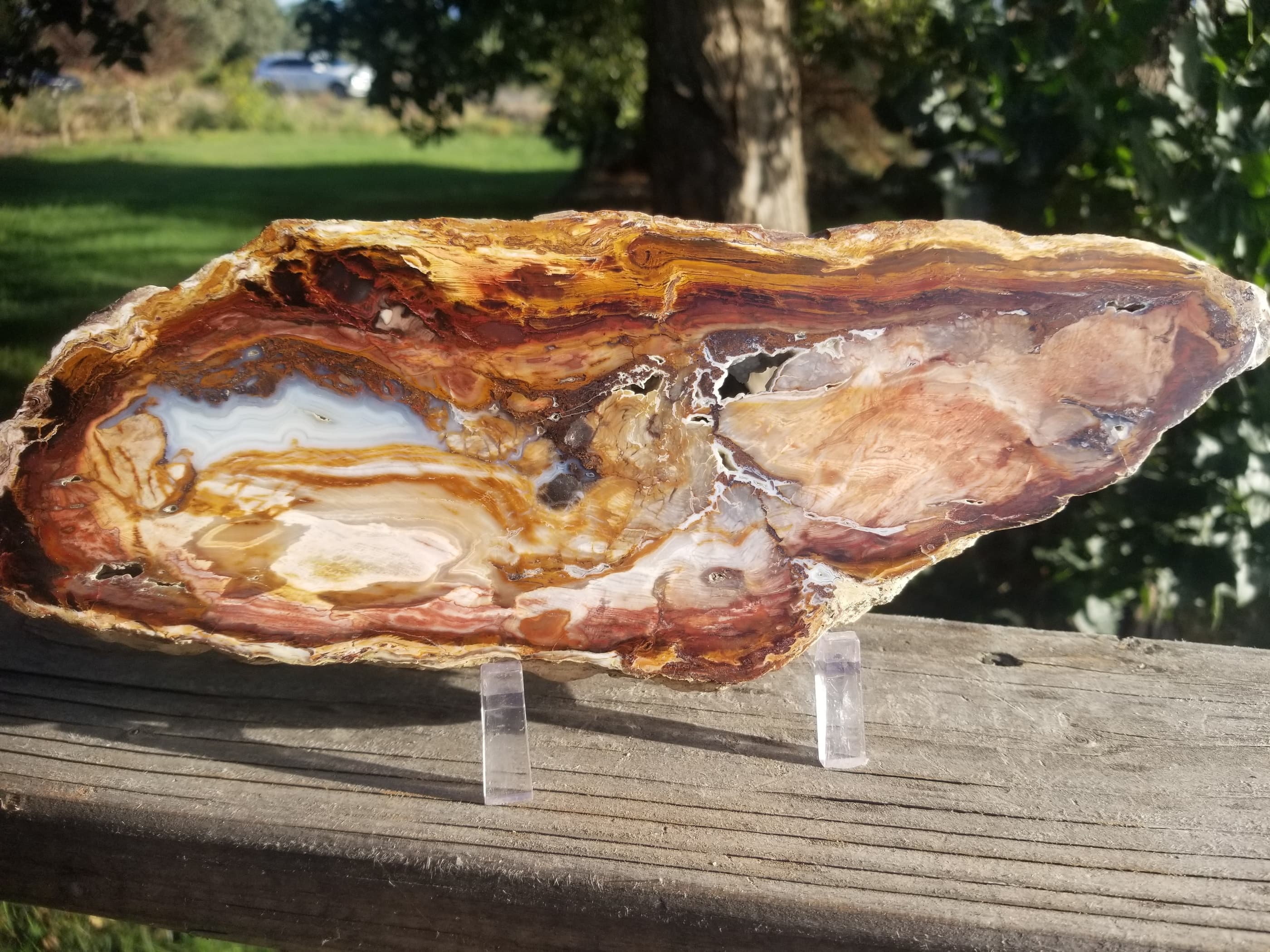 Large Unique Multicolor Tuscarora Petrified Agatized Wood Round Polished 12.75x5" NV