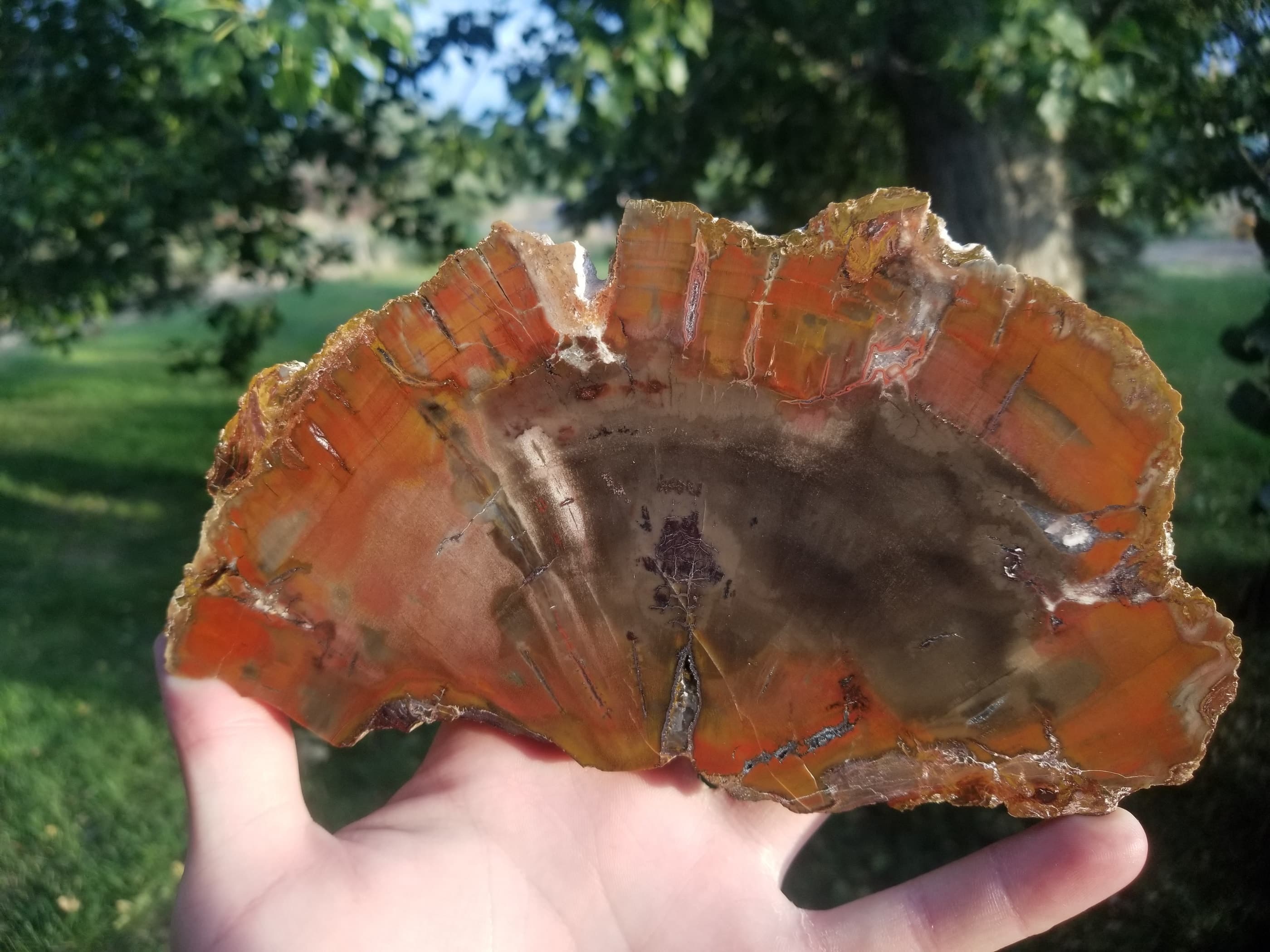 Beautiful Unique Polished Boulder Mountain Bogwood UT Petrified Wood Round 7.25x5" 1+Lb