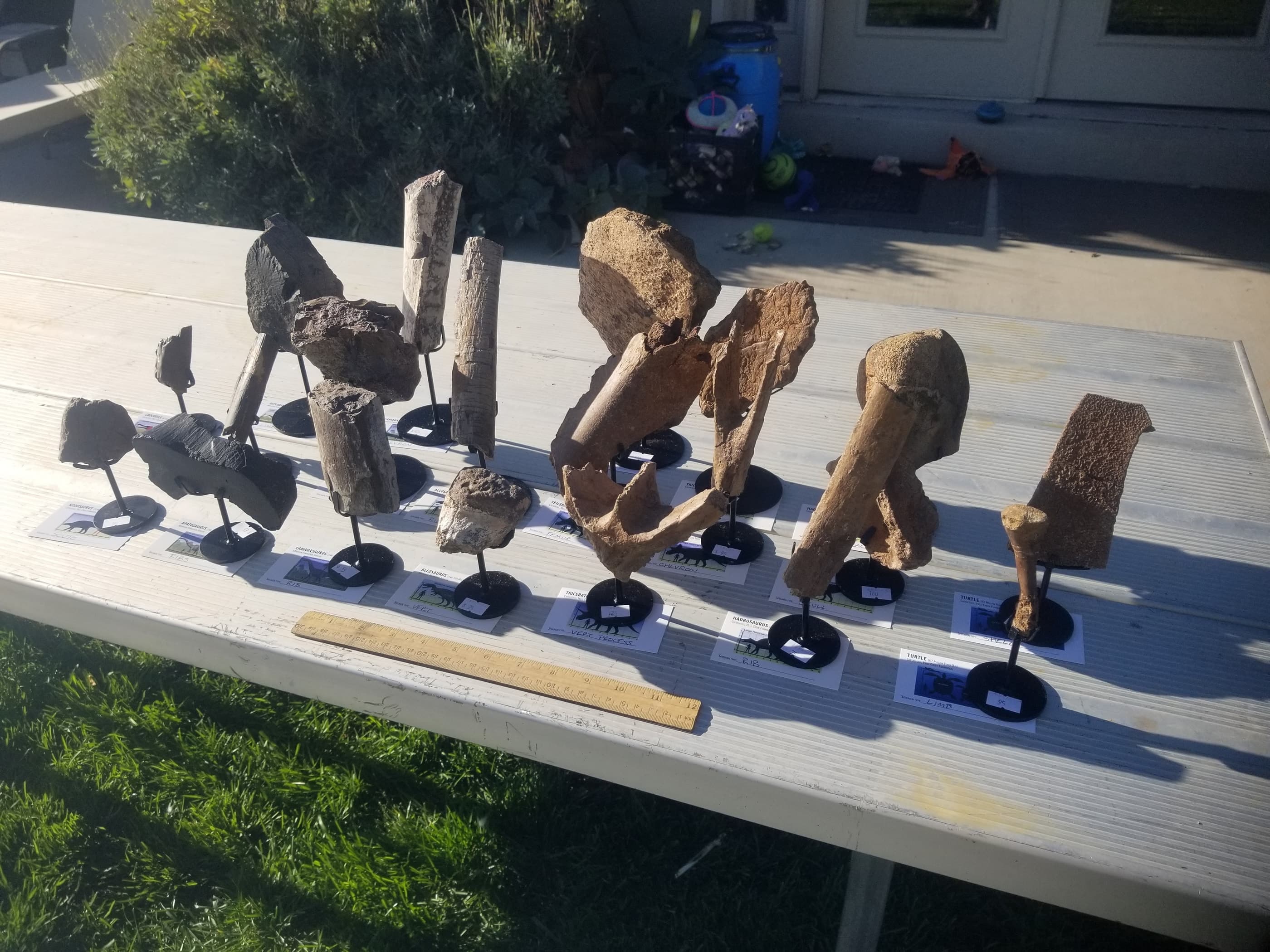 *Wholesale - Mixed Dinosaur Fossil 20 pc Specimen Jurassic/Cretaceous - Listed in Notes