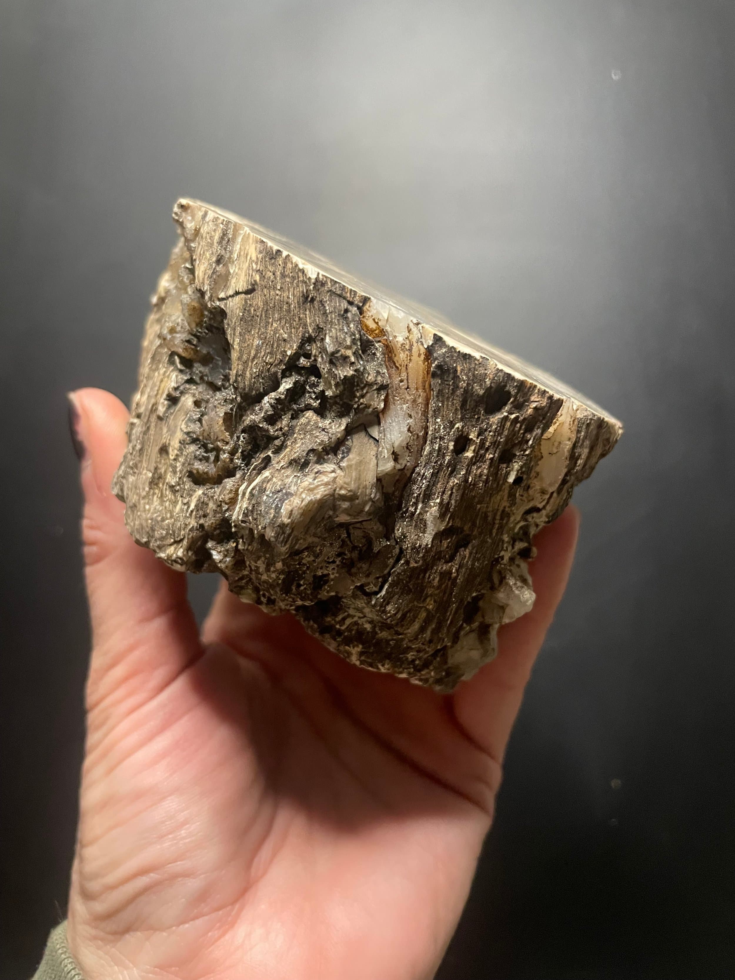 Blue Forest Petrified Wood - Botryoidal Agatized Wood