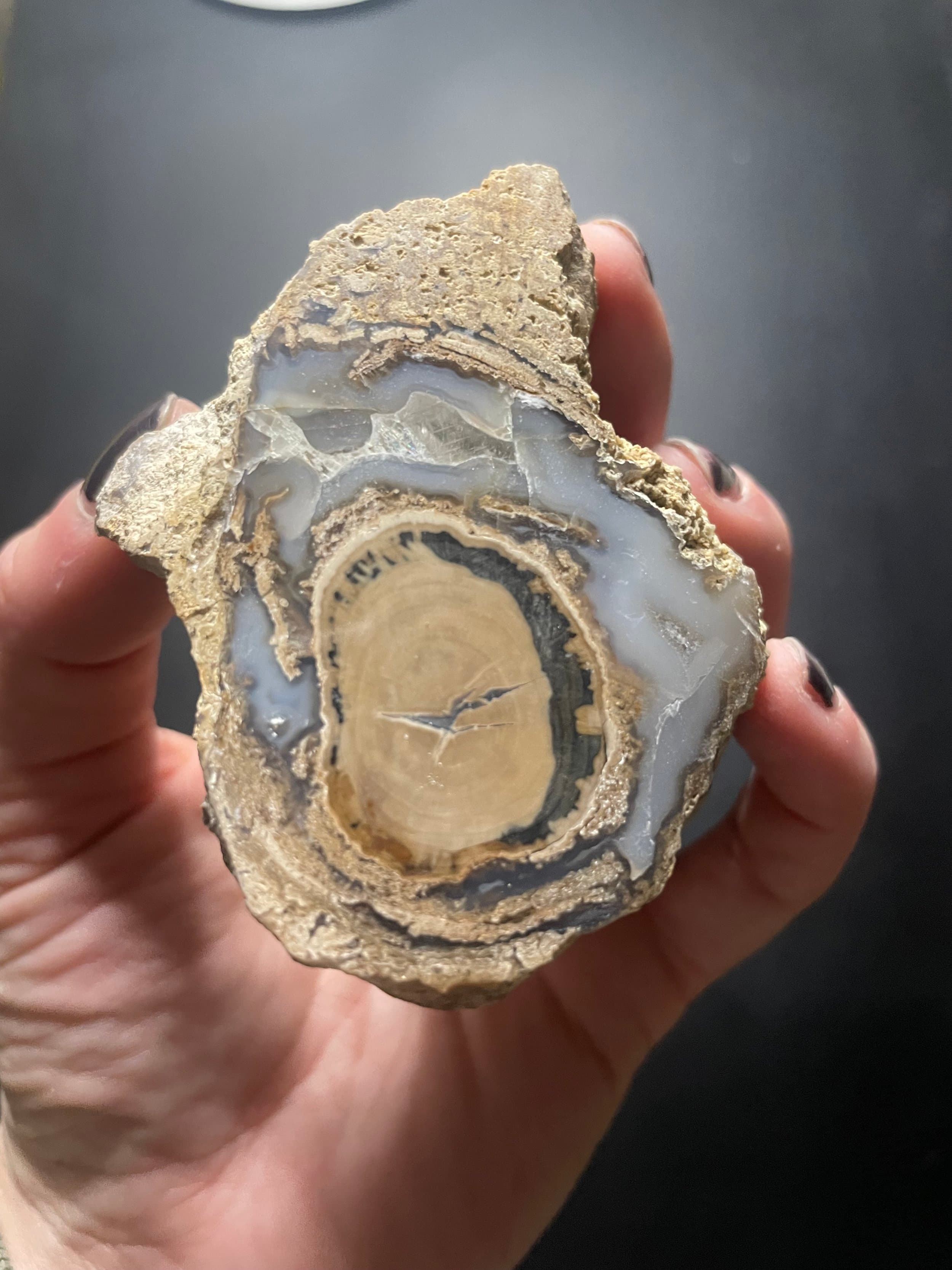 Nice Polished Blue Forest Petrified Wood Limb- Wyoming Agatized Wood Eden Valley