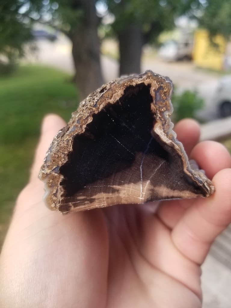 Nice Polished Blue Forest Petrified 1/4 Wood Limb Botryoidals - Wyoming Agatized Wood Eden Valley