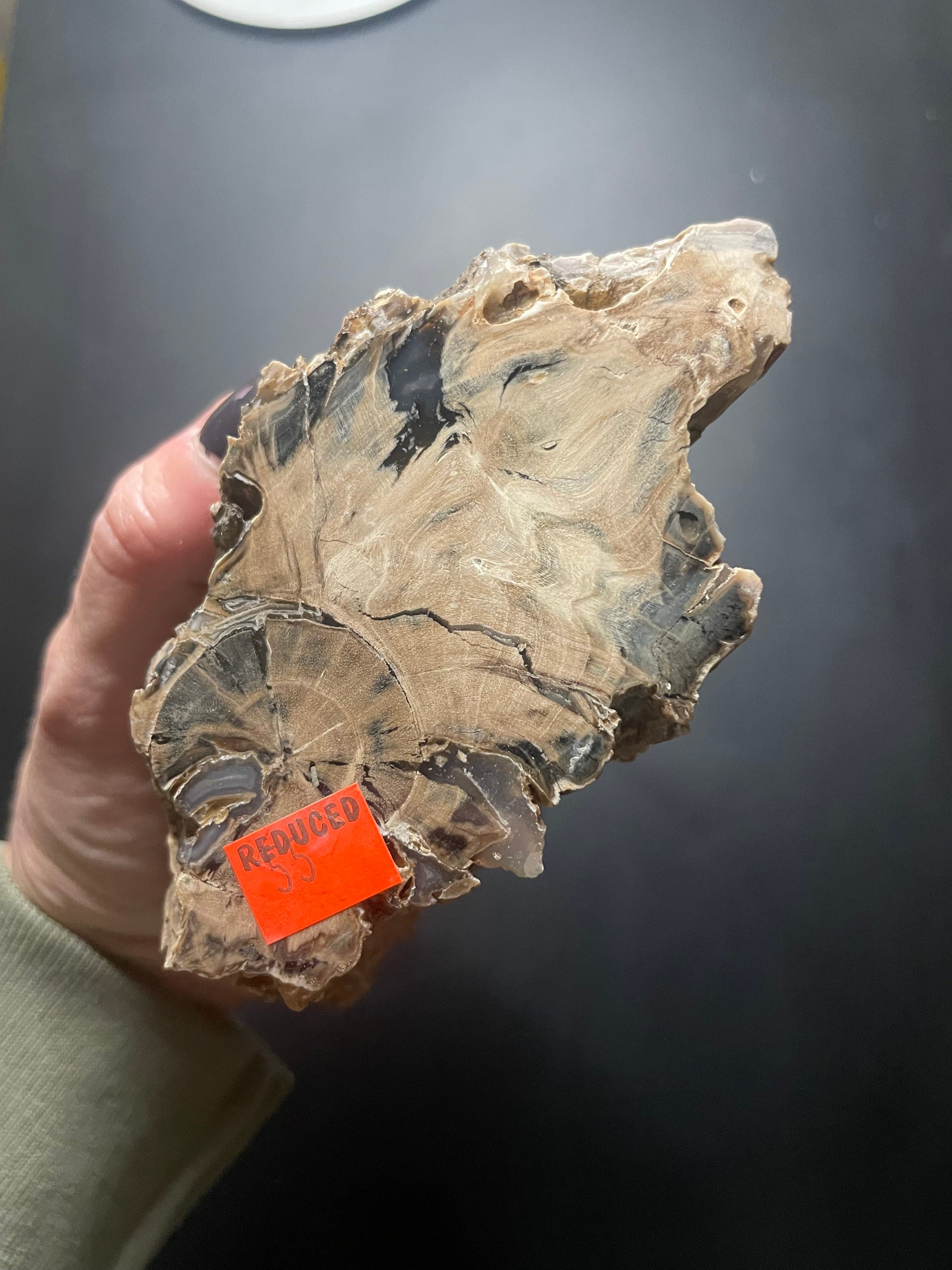 Nice Polished Blue Forest Petrified Wood Limb- Wyoming Agatized Wood Eden Valley