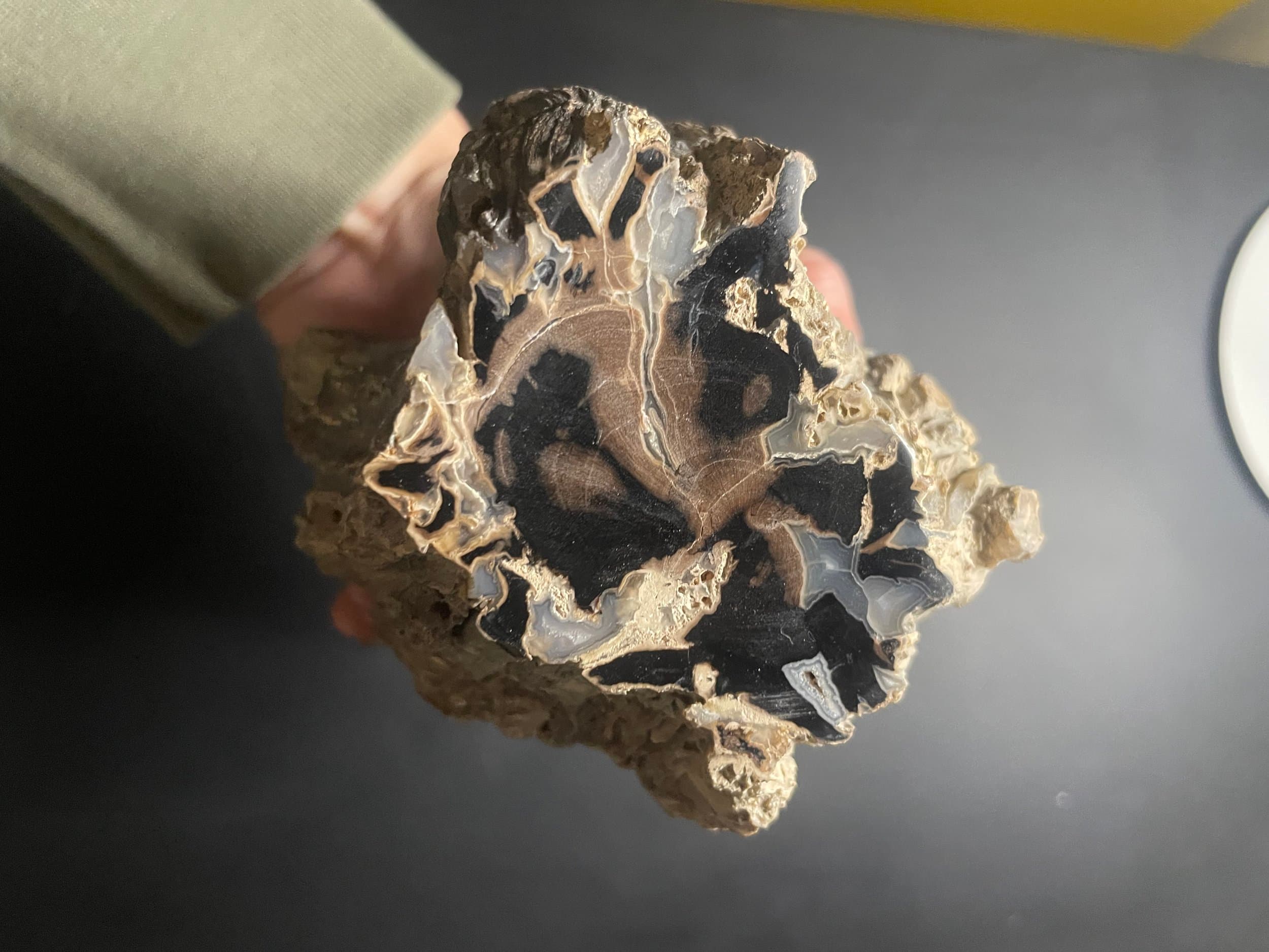 Nice Double End Polished Blue Forest Petrified Wood Limb- Wyoming Agatized Wood Eden Valley