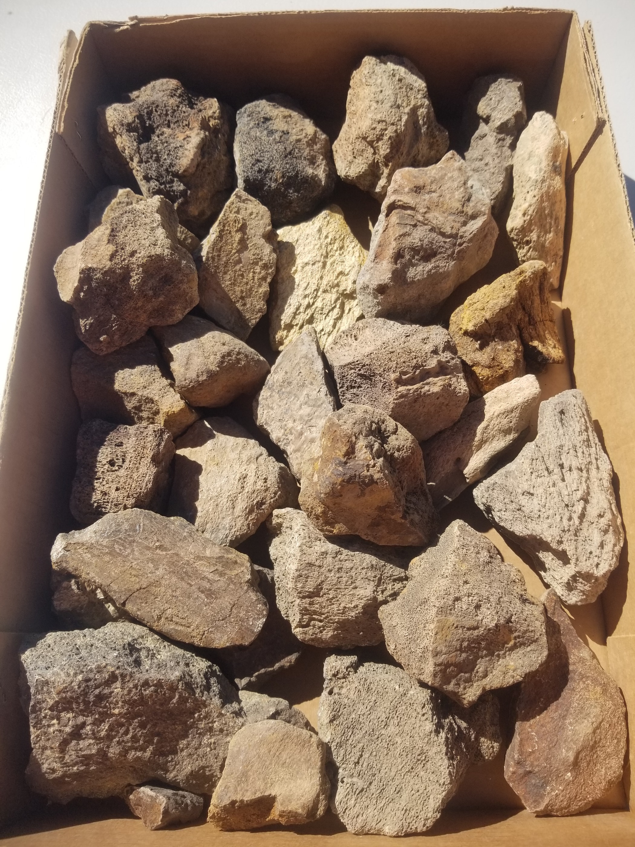 28 Piece 12.5Lb Triceratops Larger Fossil Specimen Wholesale Flat Lot Cretaceous Hell Creek, MT