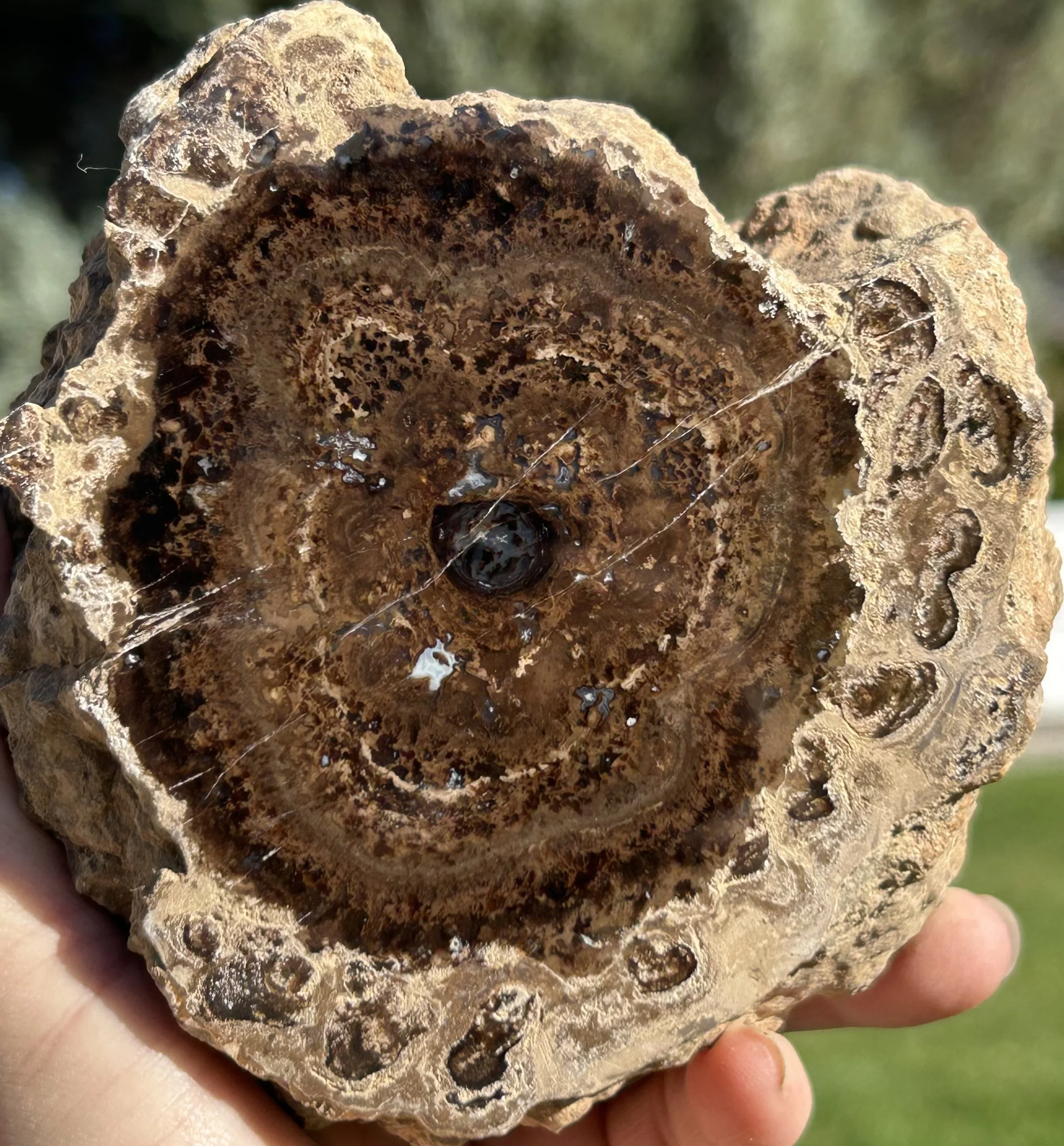 NEW Specimen -Beatiful Large Polished Carbon County UT Petrified Wood & Angiosperm in Stromatolite